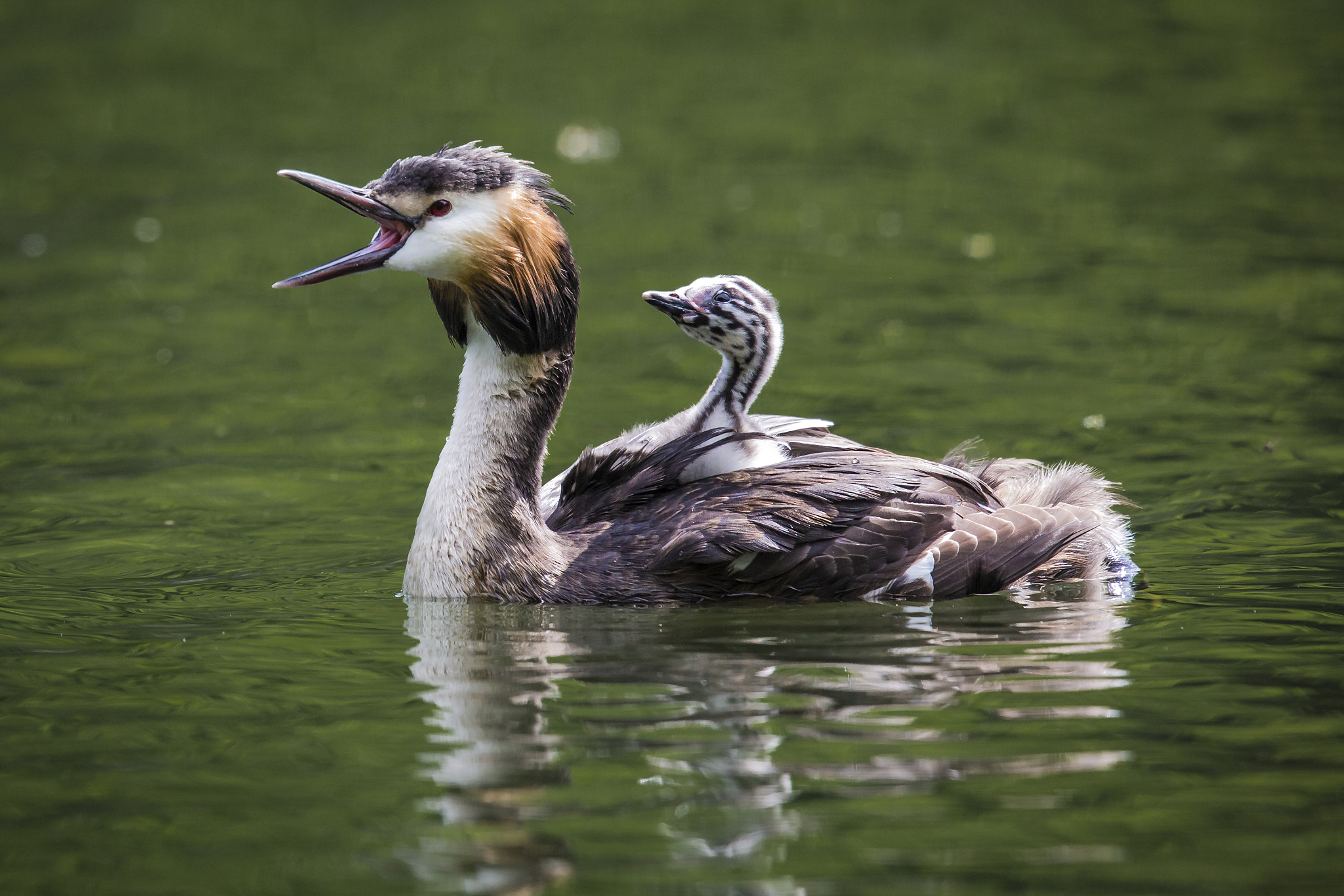 great crested grebe, sonian forest, brussels