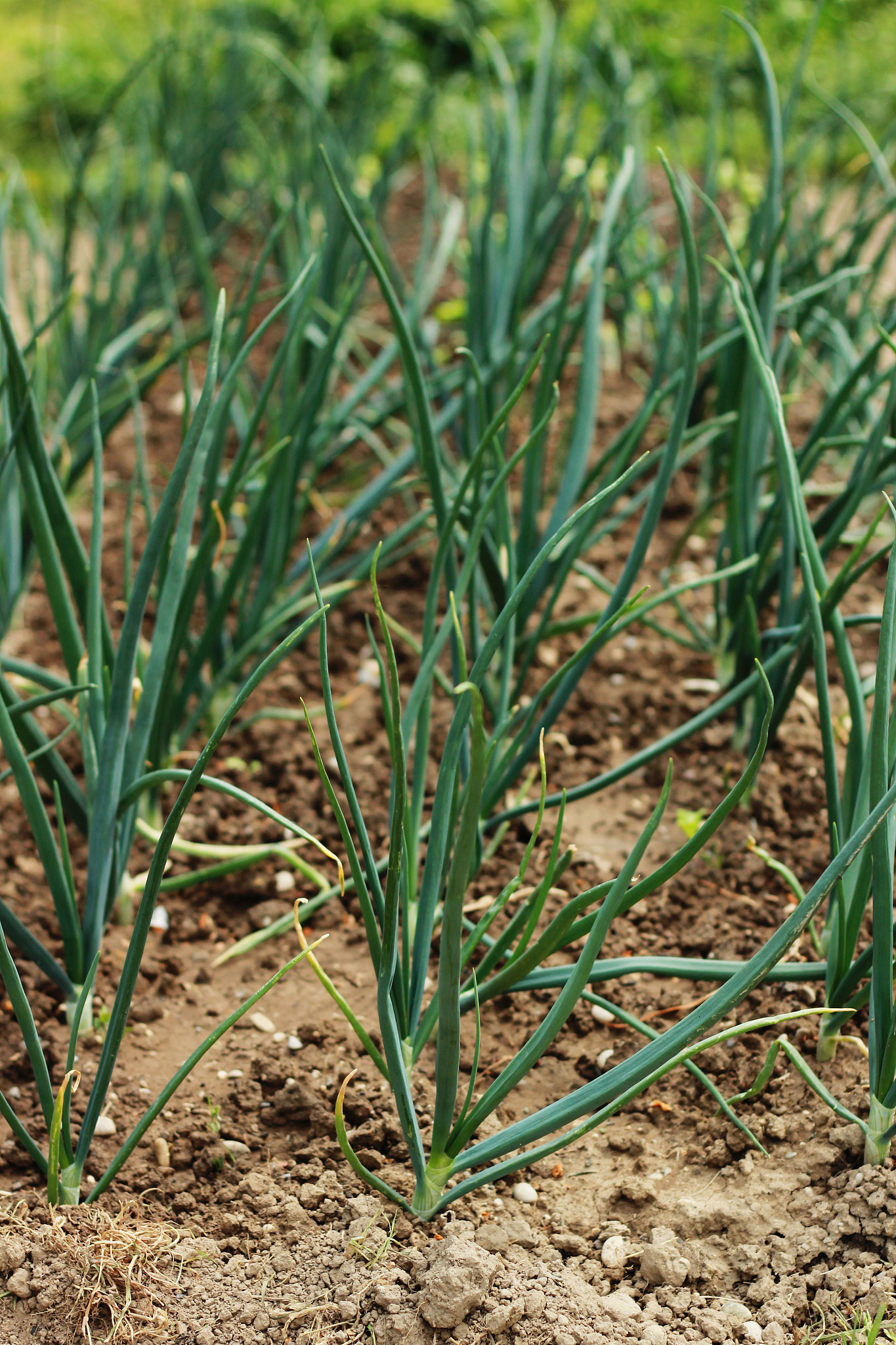 spring onion