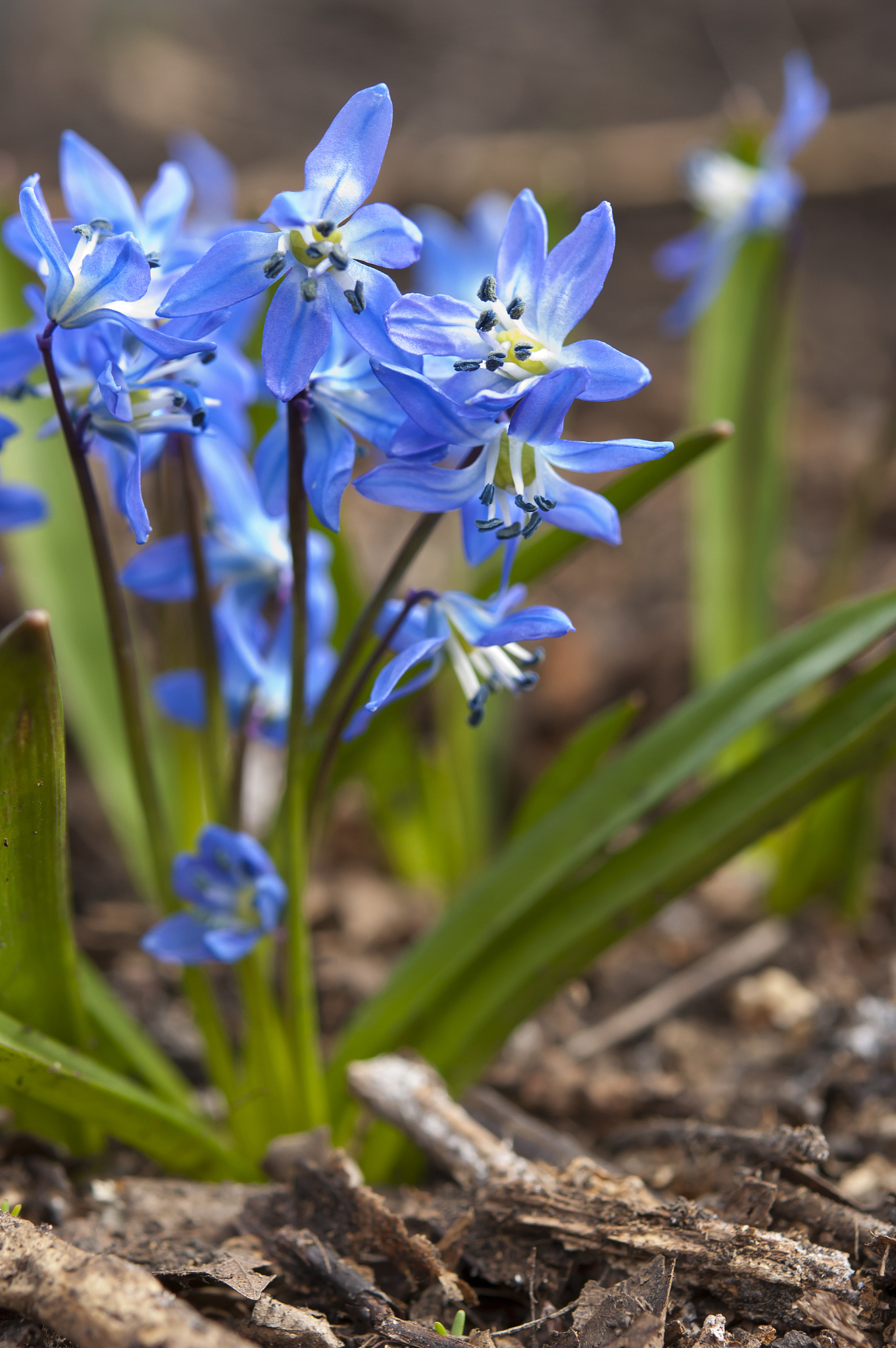 scilla, blue bell at wild