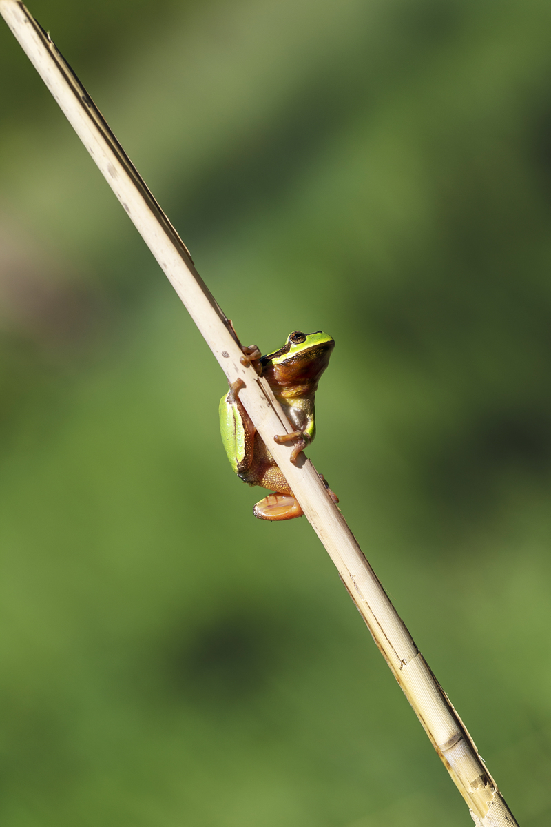 绿树蛙 - hyla arborea - 树蛙,栖息在草叶上,背景.
