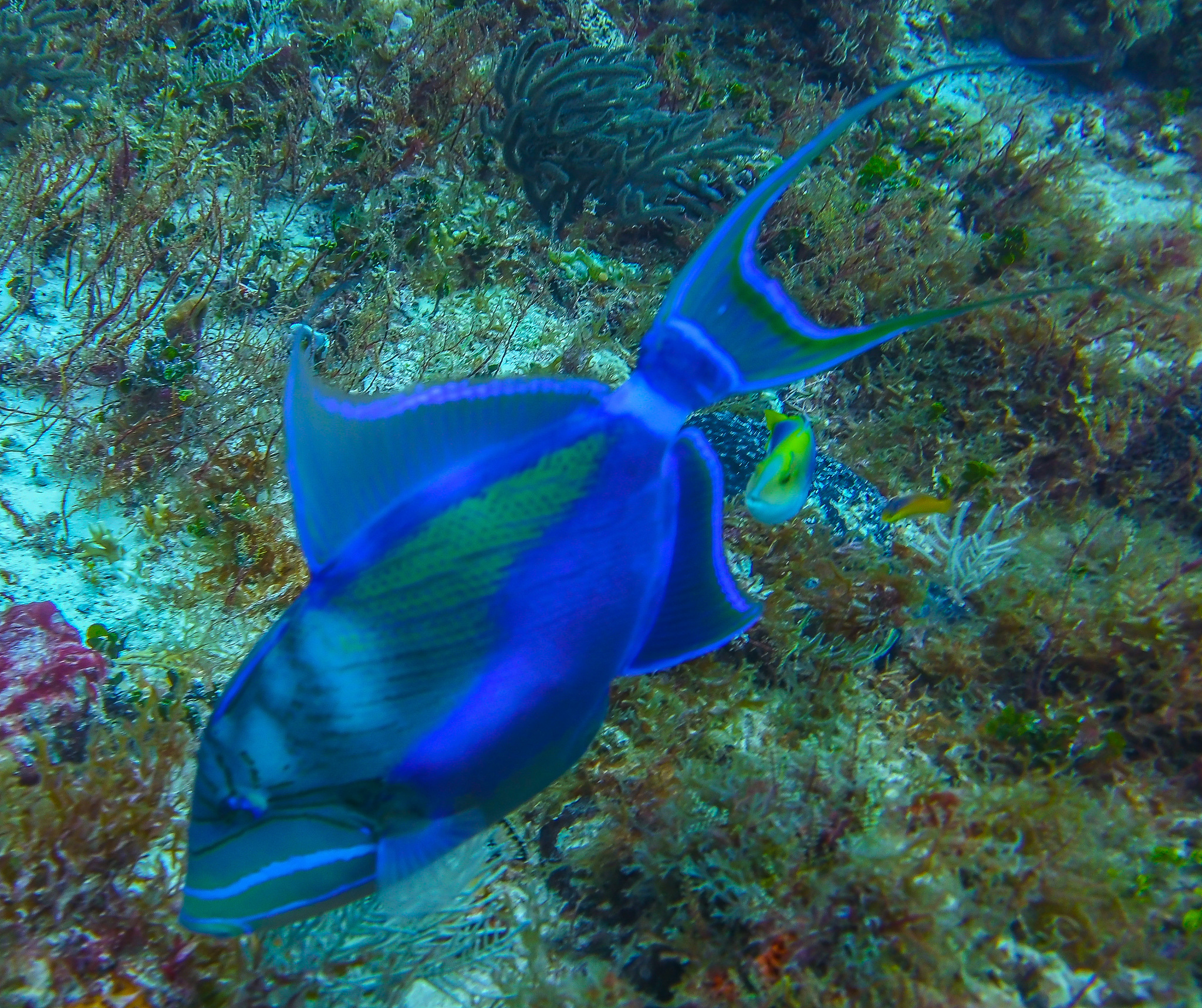 海底大猎杀手游更新：全新海底地图、生物、武器等你探索！