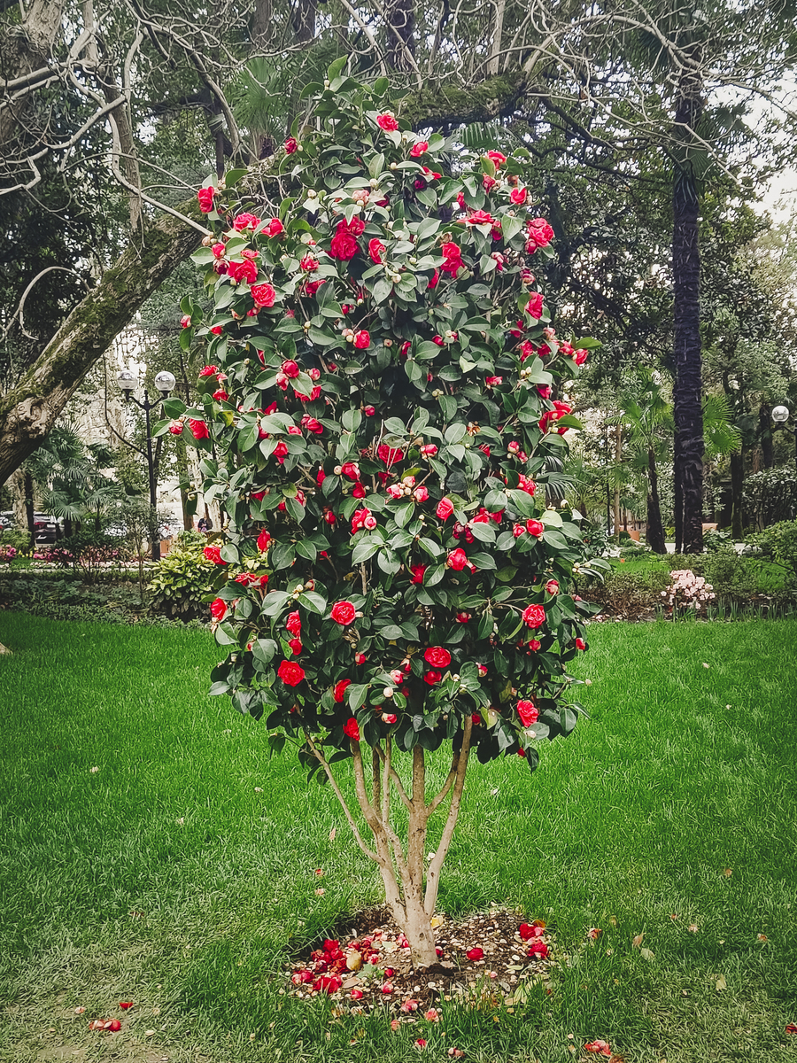 家里养茶花需要注意哪些？