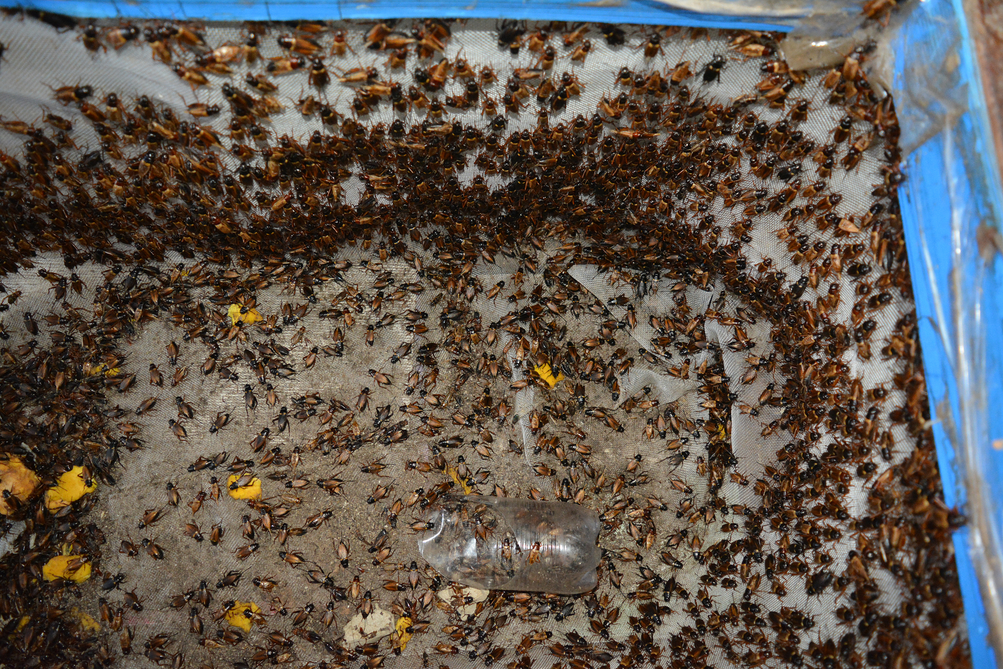 a thousand of crickets in plastic grate  stall for sale at the m