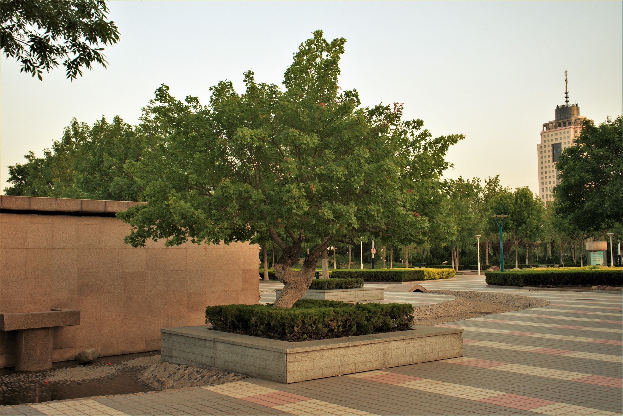 关于延安市宝塔区园林景观绿化中大树进城存在行政决策缺乏科学依据的问题不少于800字。