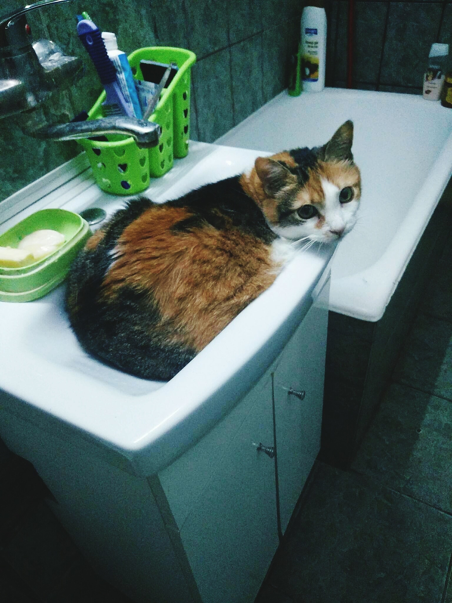 我的猫总是在猫砂盆外边撒尿怎么解决