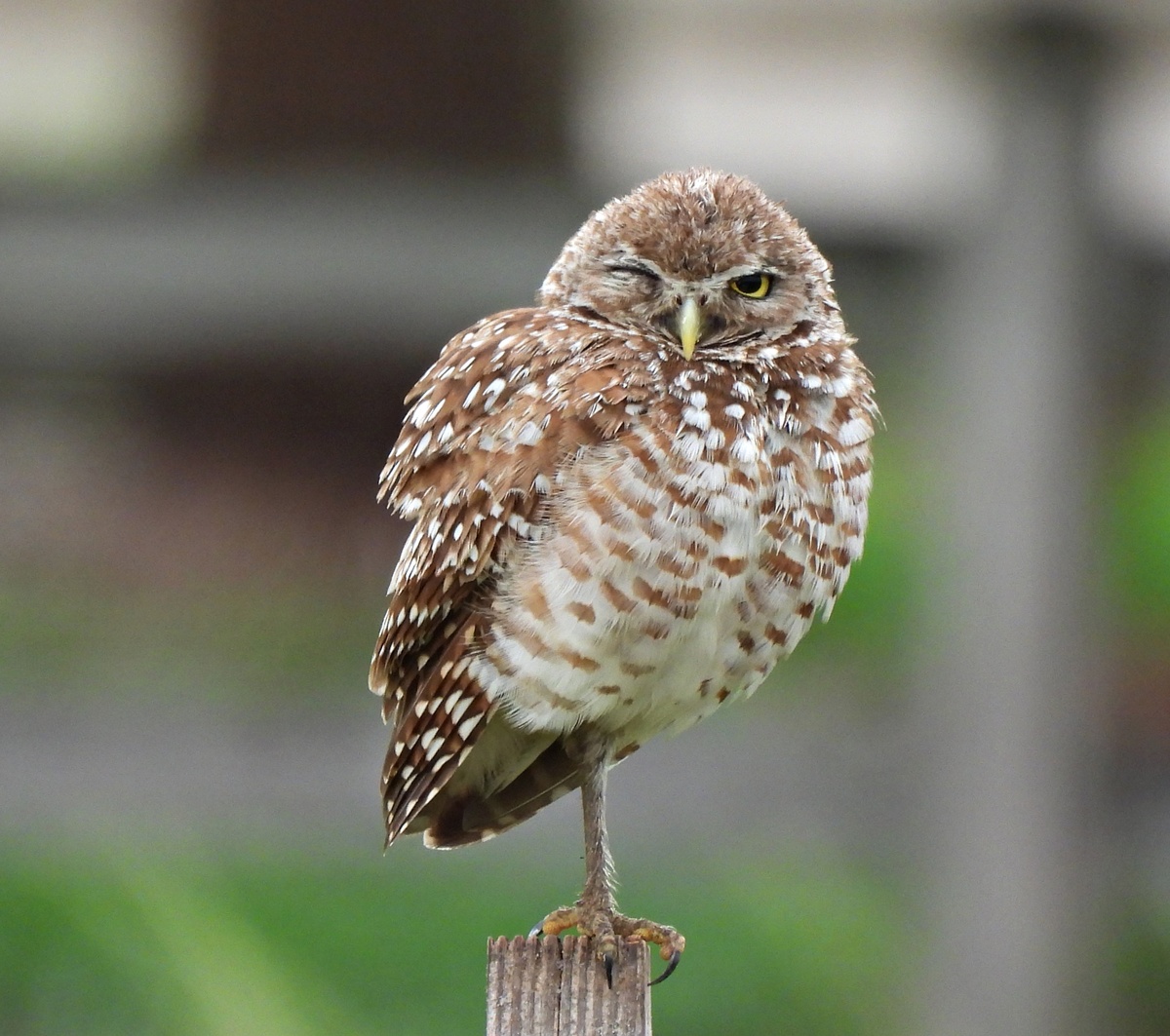 可爱的小动物：仓鼠、蜻蜓和猫头鹰