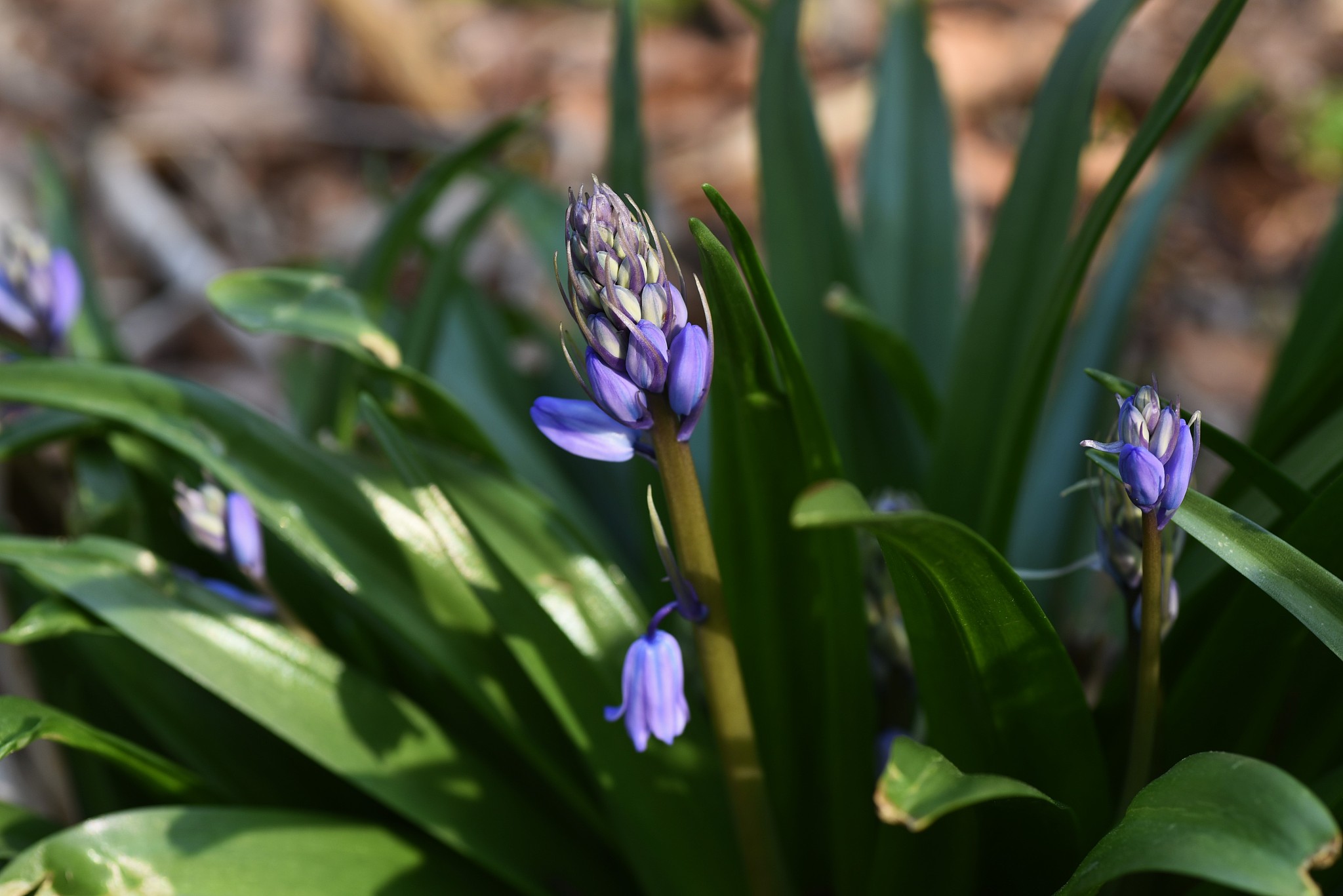 spanish bluebell (hyacinthoides hispanica)