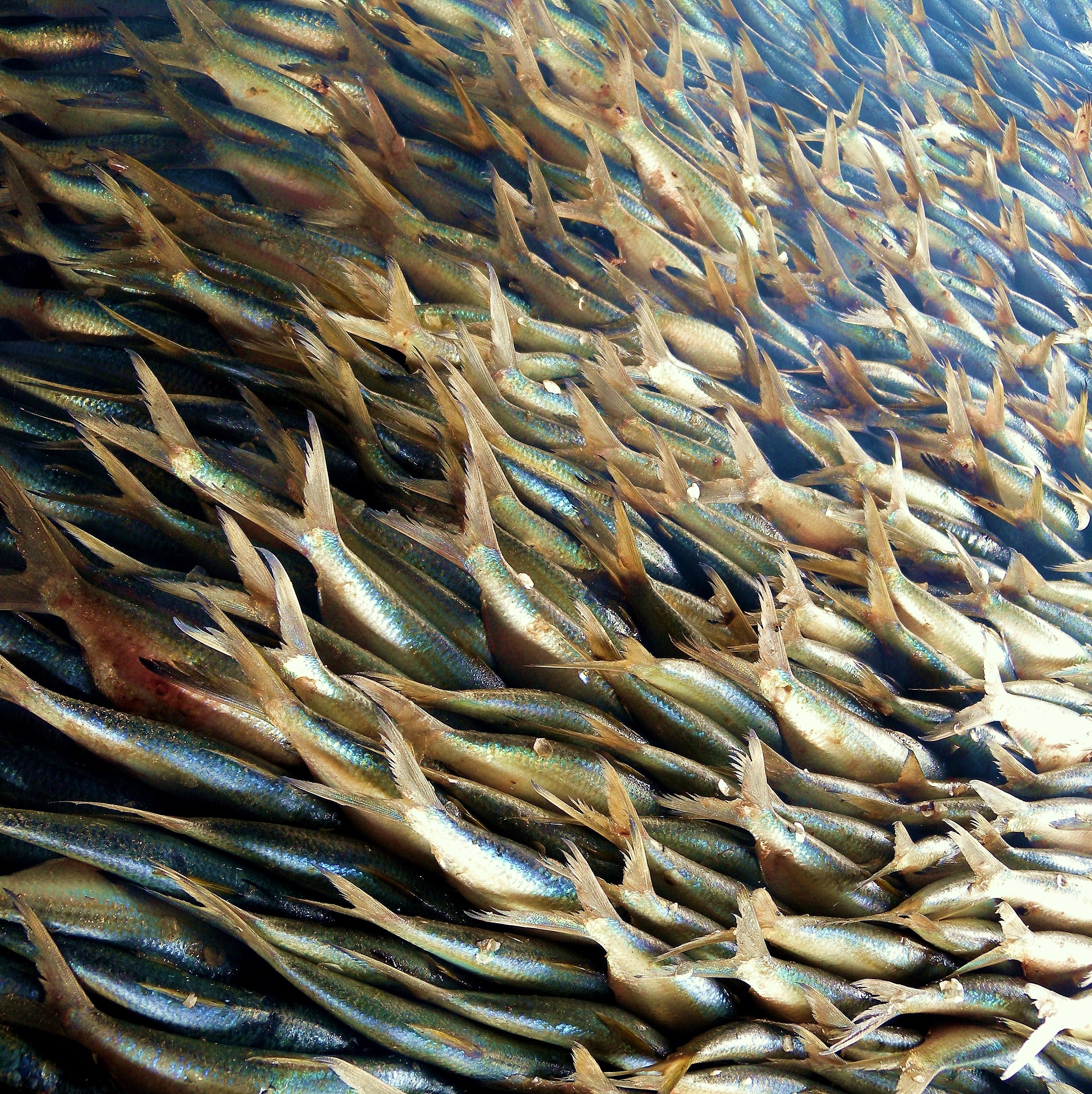 丁桂鱼苗和草鱼苗外观上有什么区别