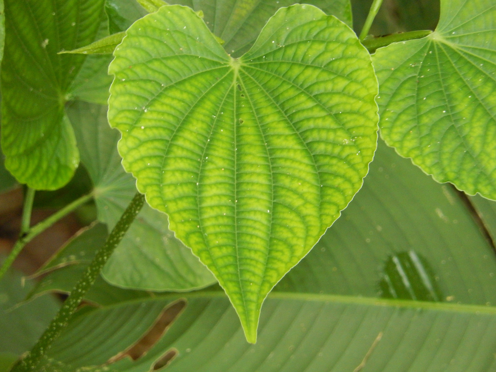 amazonian flower