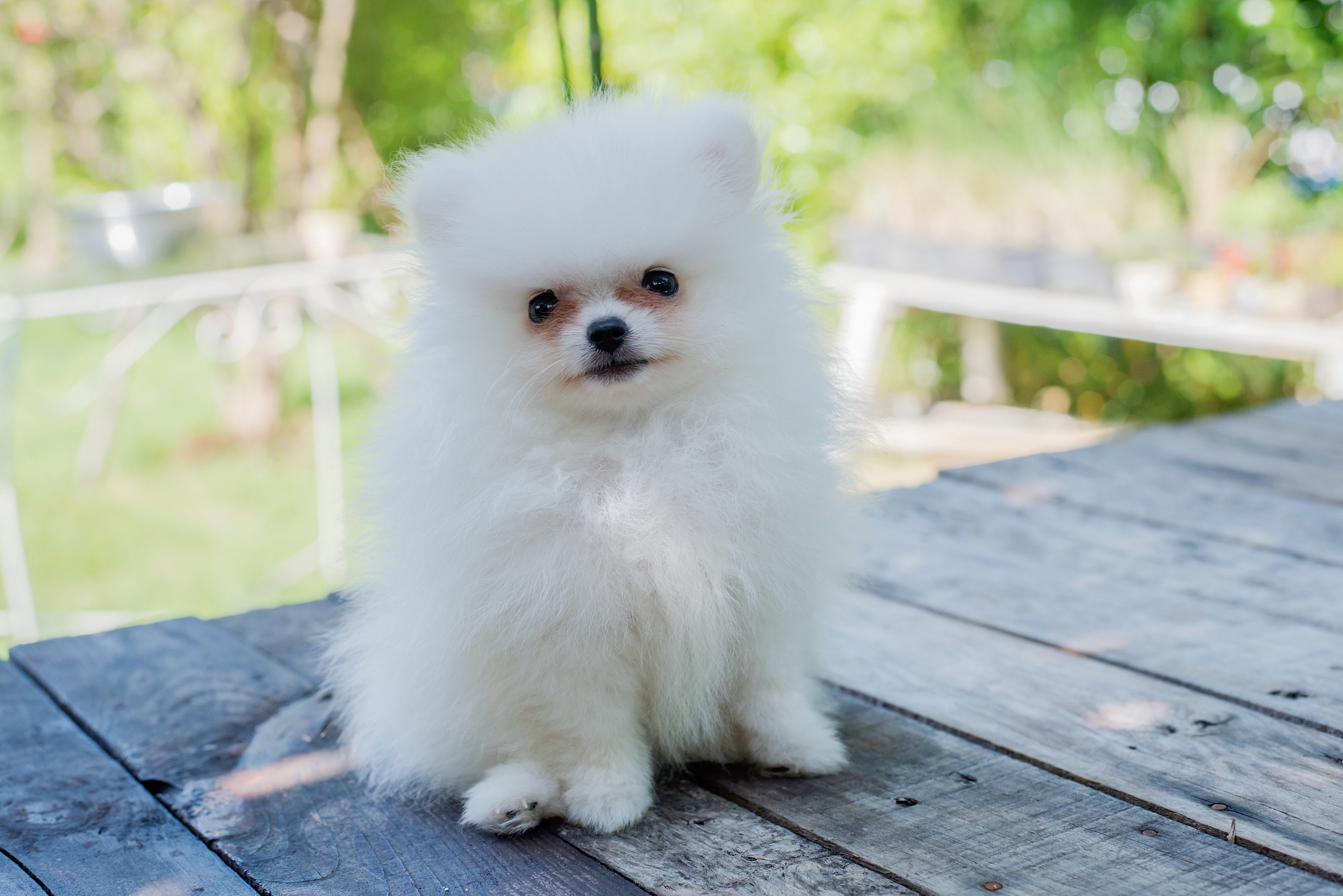 博美犬好养吗？全面解析博美犬的饲养指南