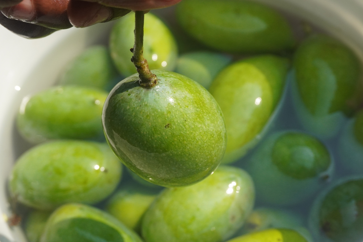 青梅有哪些疗效