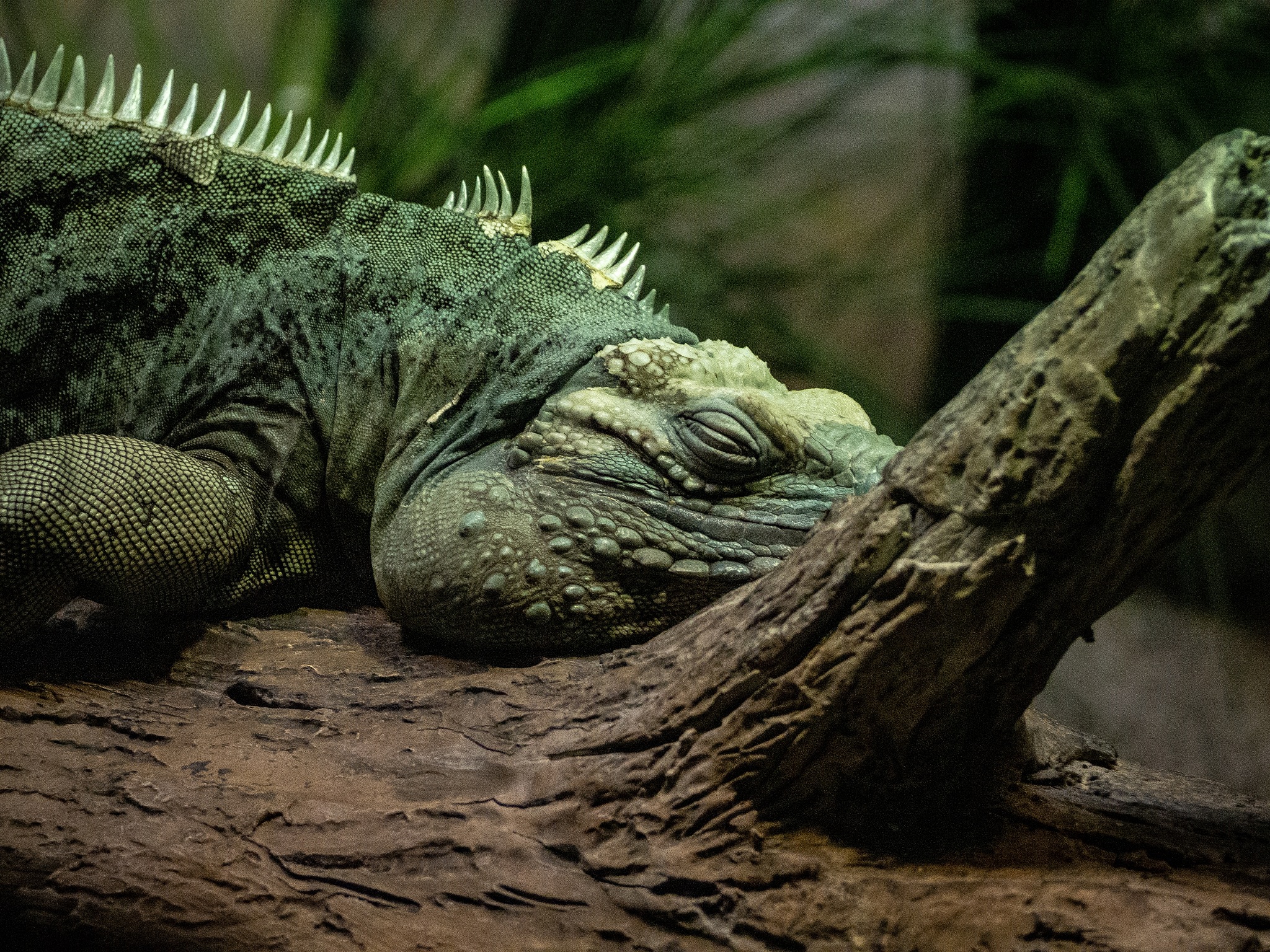 large lizard sleeping