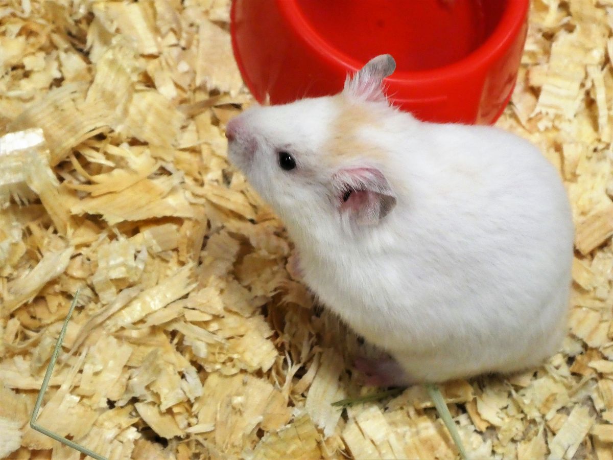 仓鼠能跳多高？了解仓鼠跳跃能力