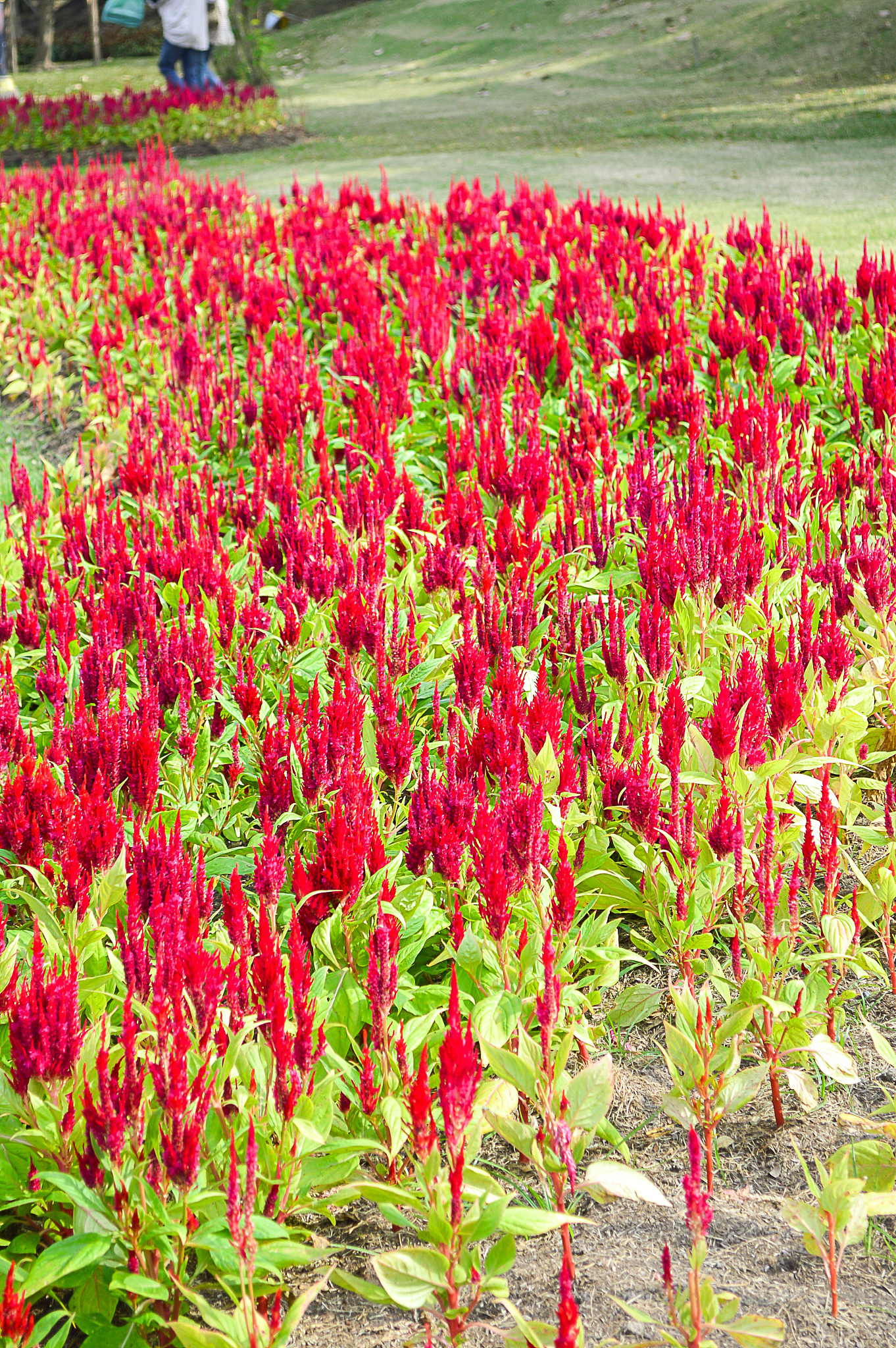 四亩三分地红花是什么生肖 是生肖鸡帮我用200字详细描述