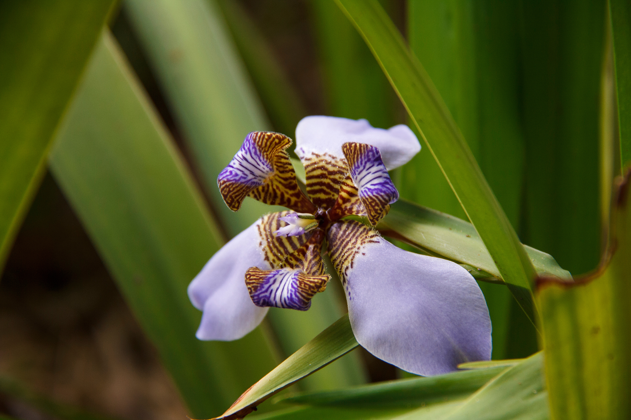 close-up of blue flower blooming in park