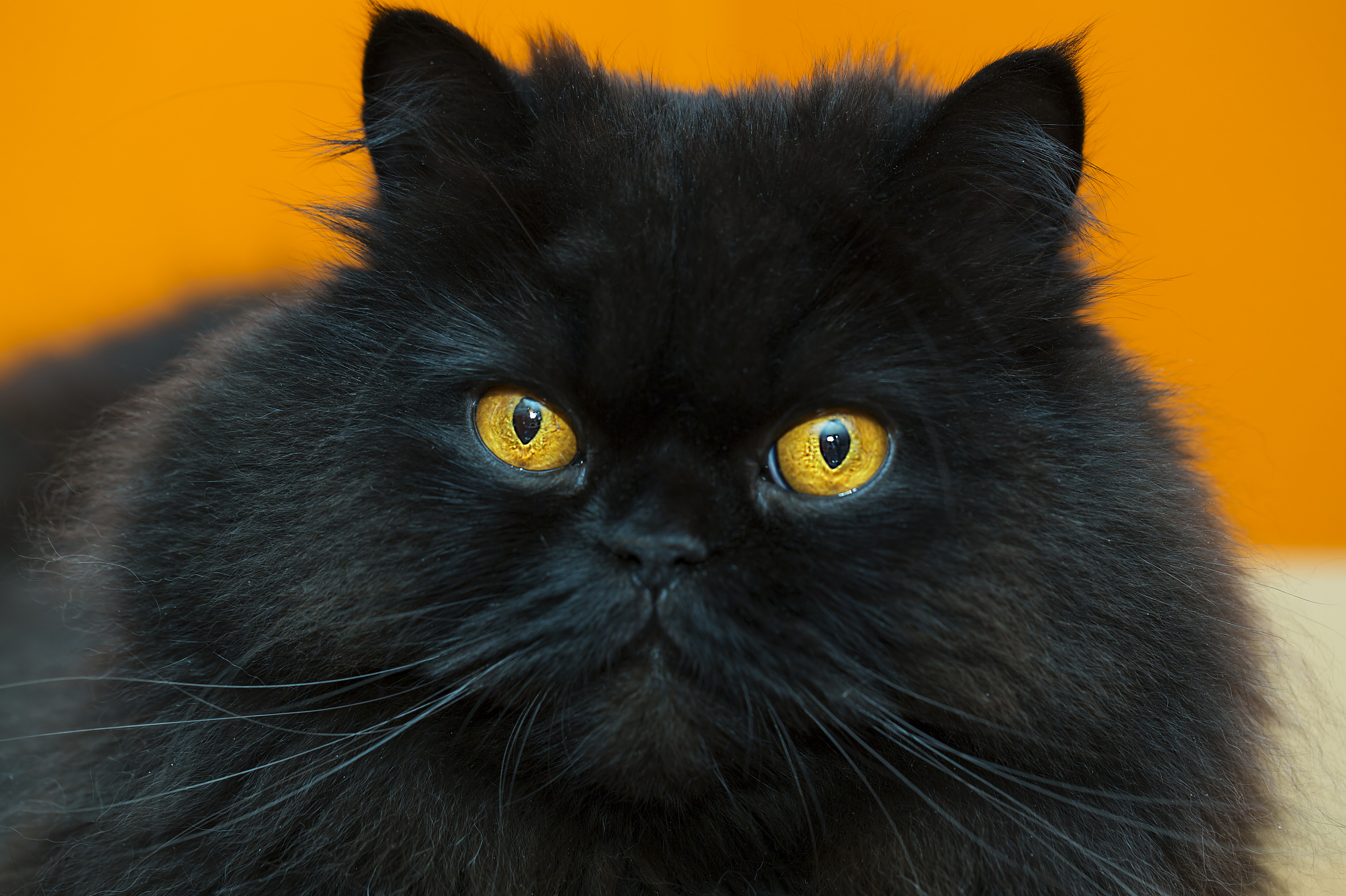 relaxed black male cat at orange background
