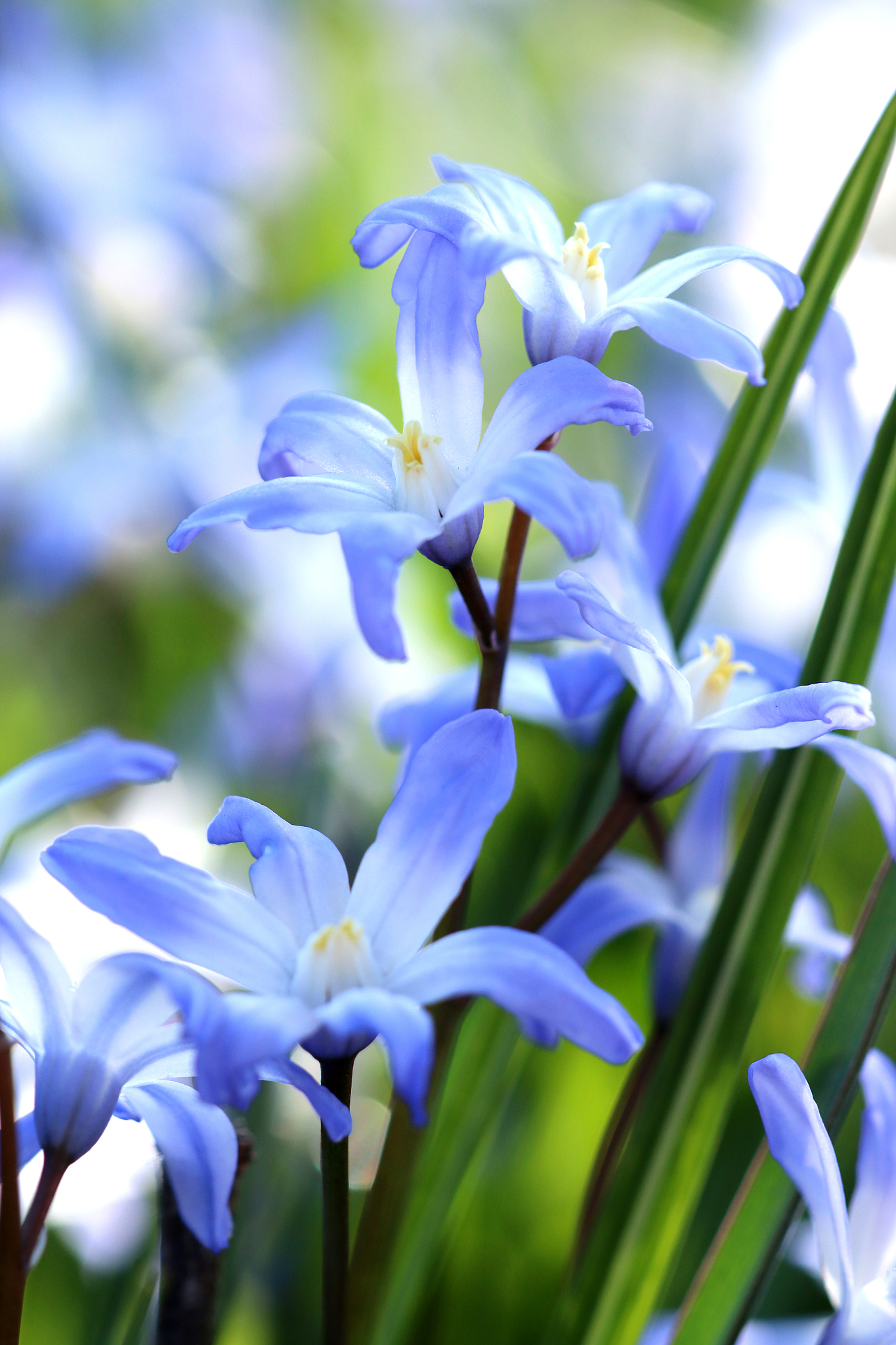 blausternchen