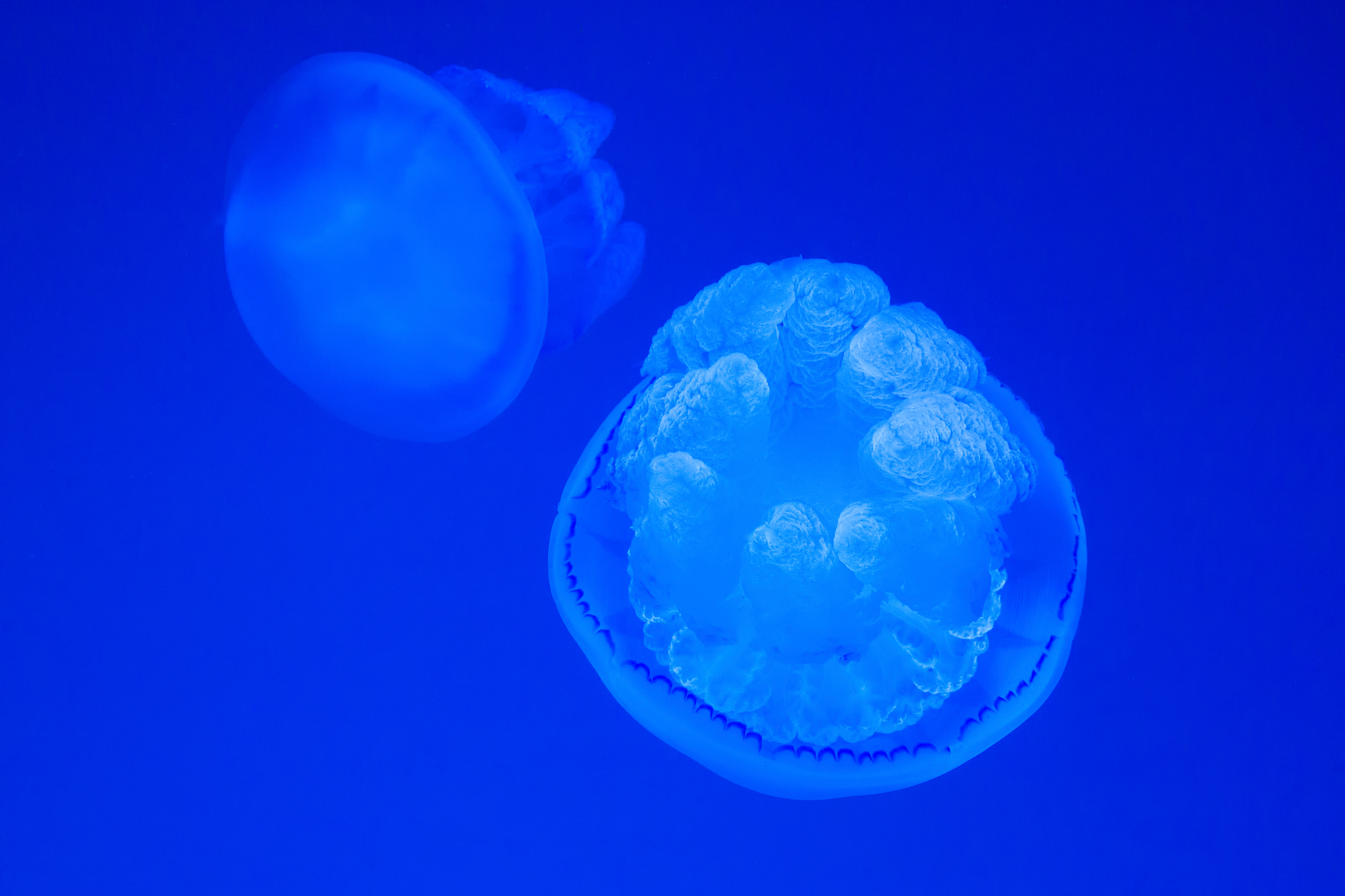 高一生物知识点