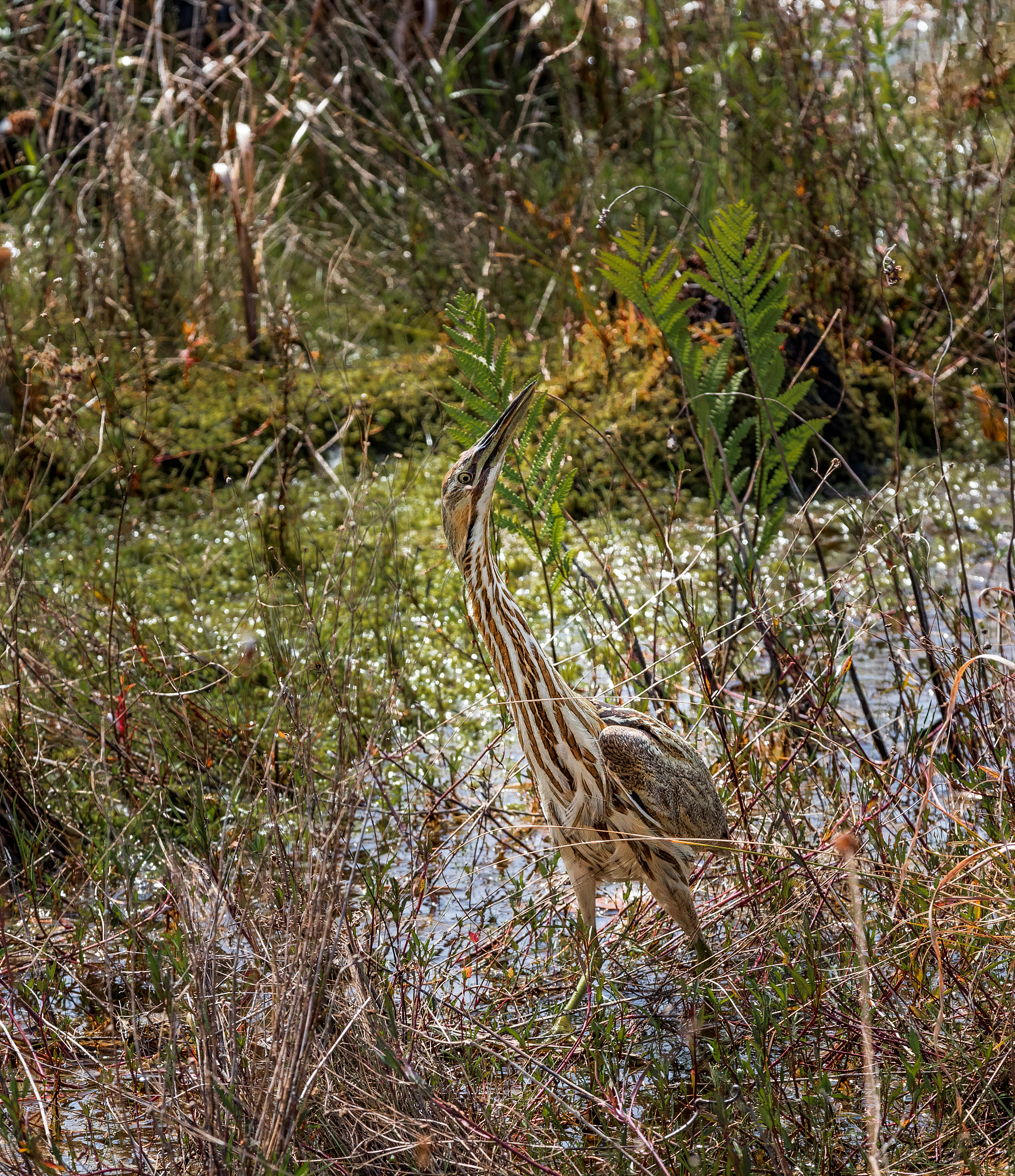 石岭后藏蛇猎物众鸟回木做白梦是什么意思？可以寓意哪些生肖？为什么？