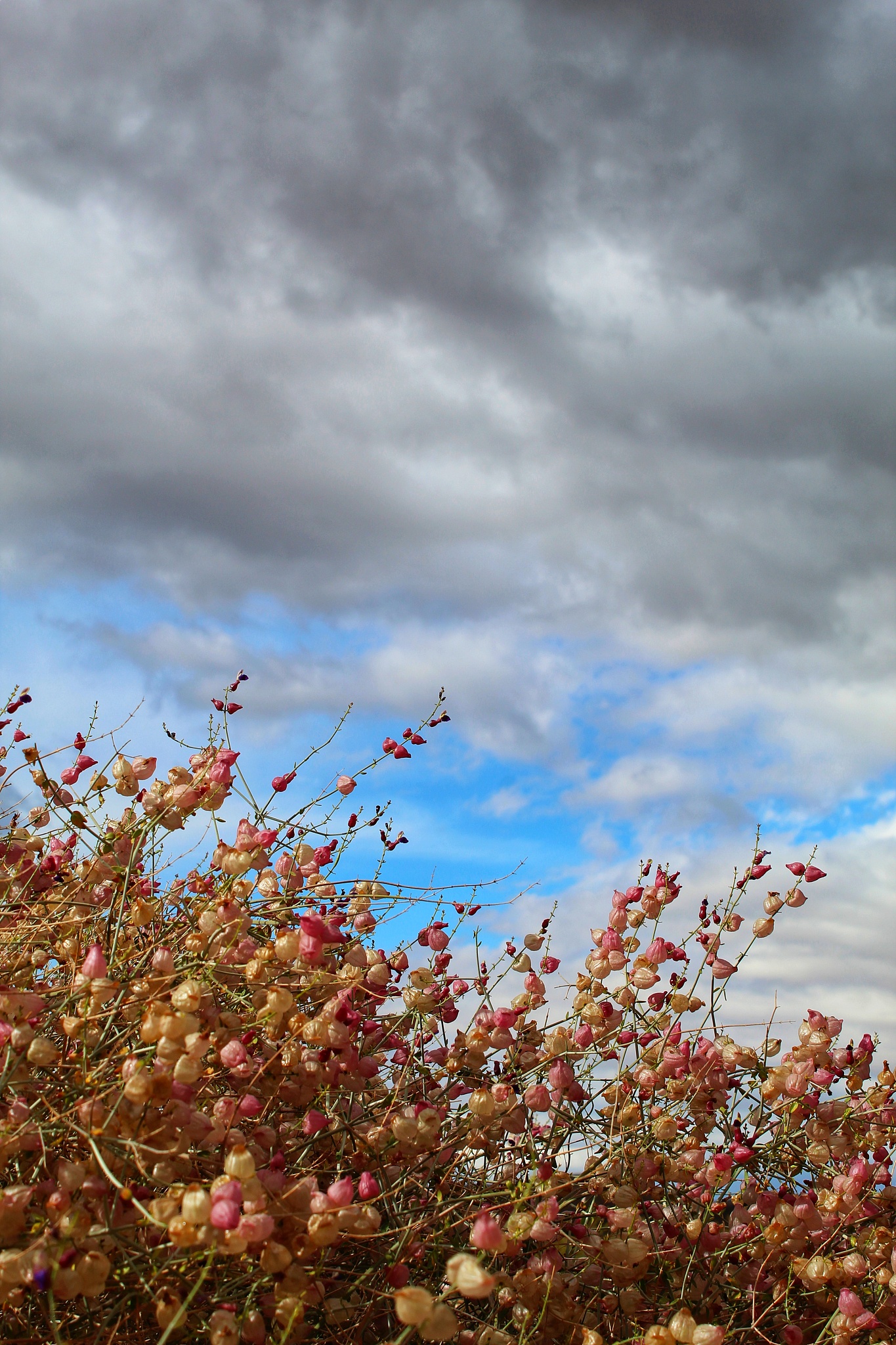 泸州树风职业学校2020单招计划_毕业安置