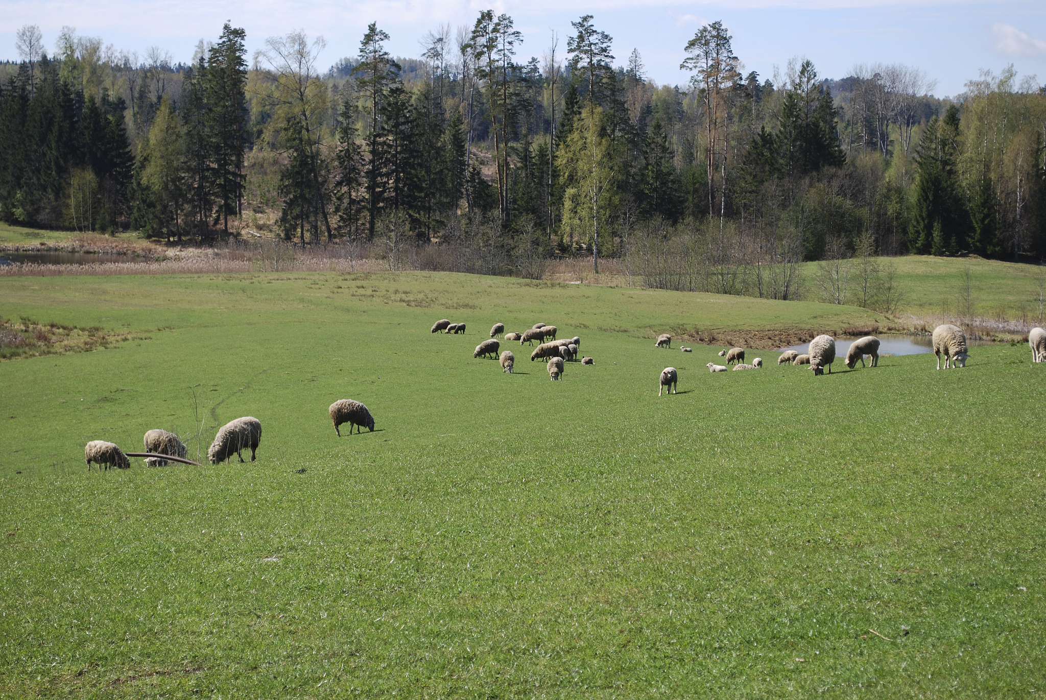 天然林可以养羊吗 用300字描述