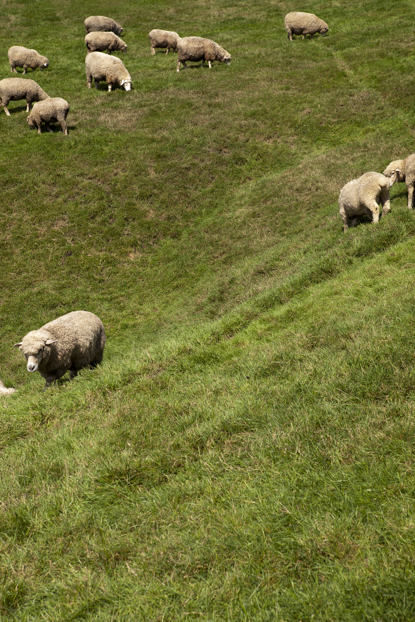 长方形草地放牧问题：计算草地初始宽度