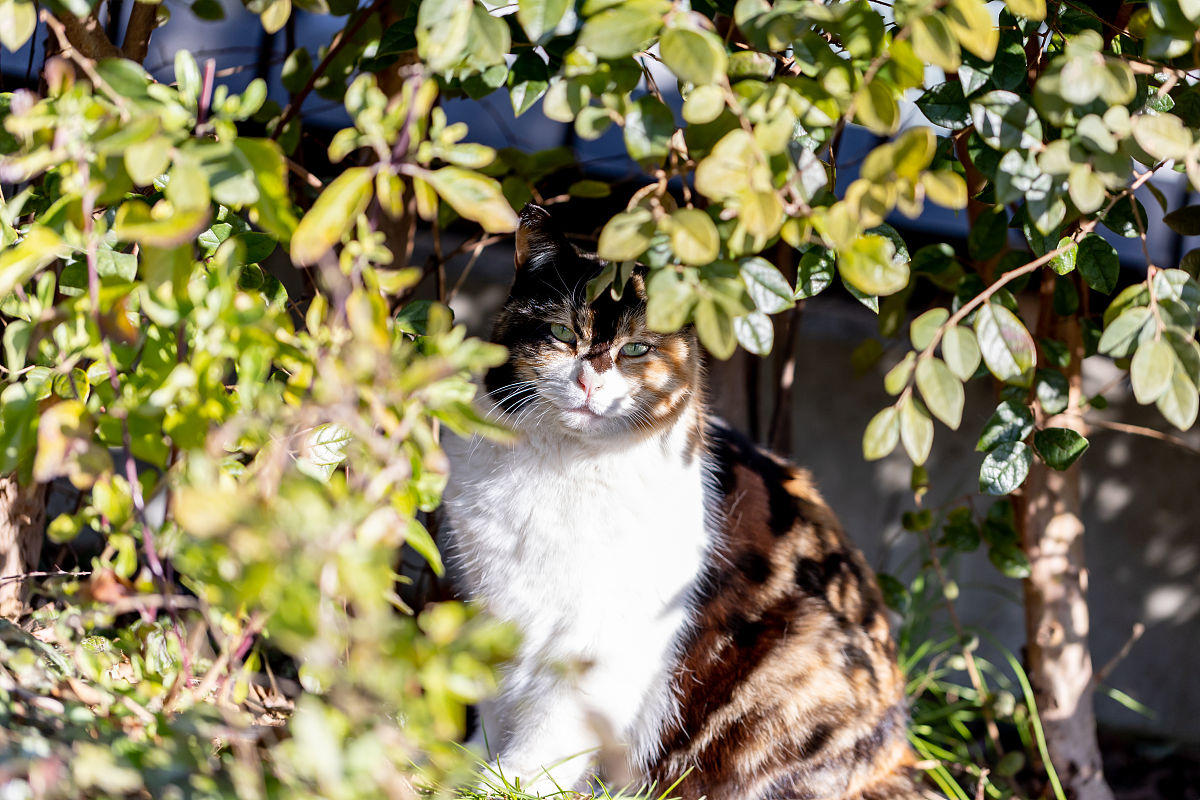 桂花树下桂花猫：一首诗描绘猫咪的灵动与宁静