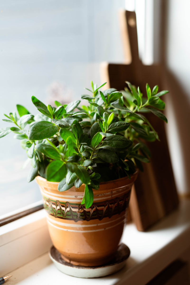 最适合室内养的十种花：让你的家充满生机与活力！