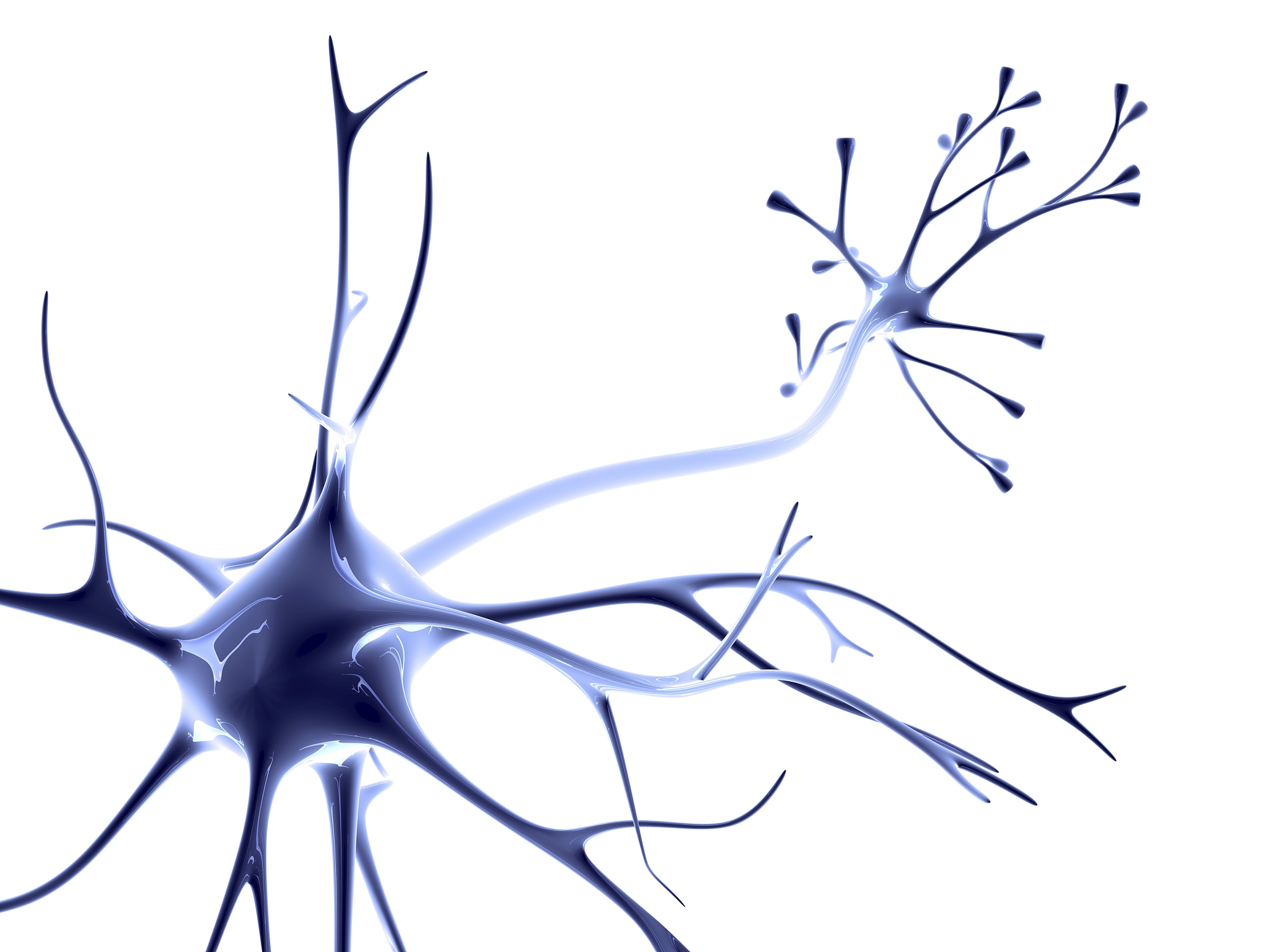 神经元与神经网络：结构、功能及应用