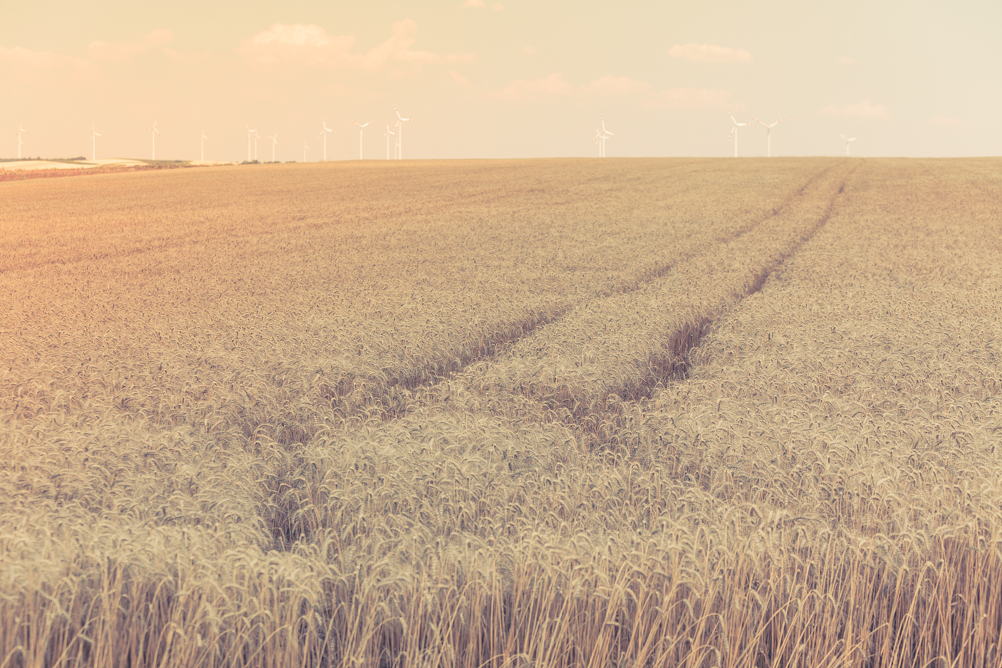 农产品原产地指南：了解您食物的来源
