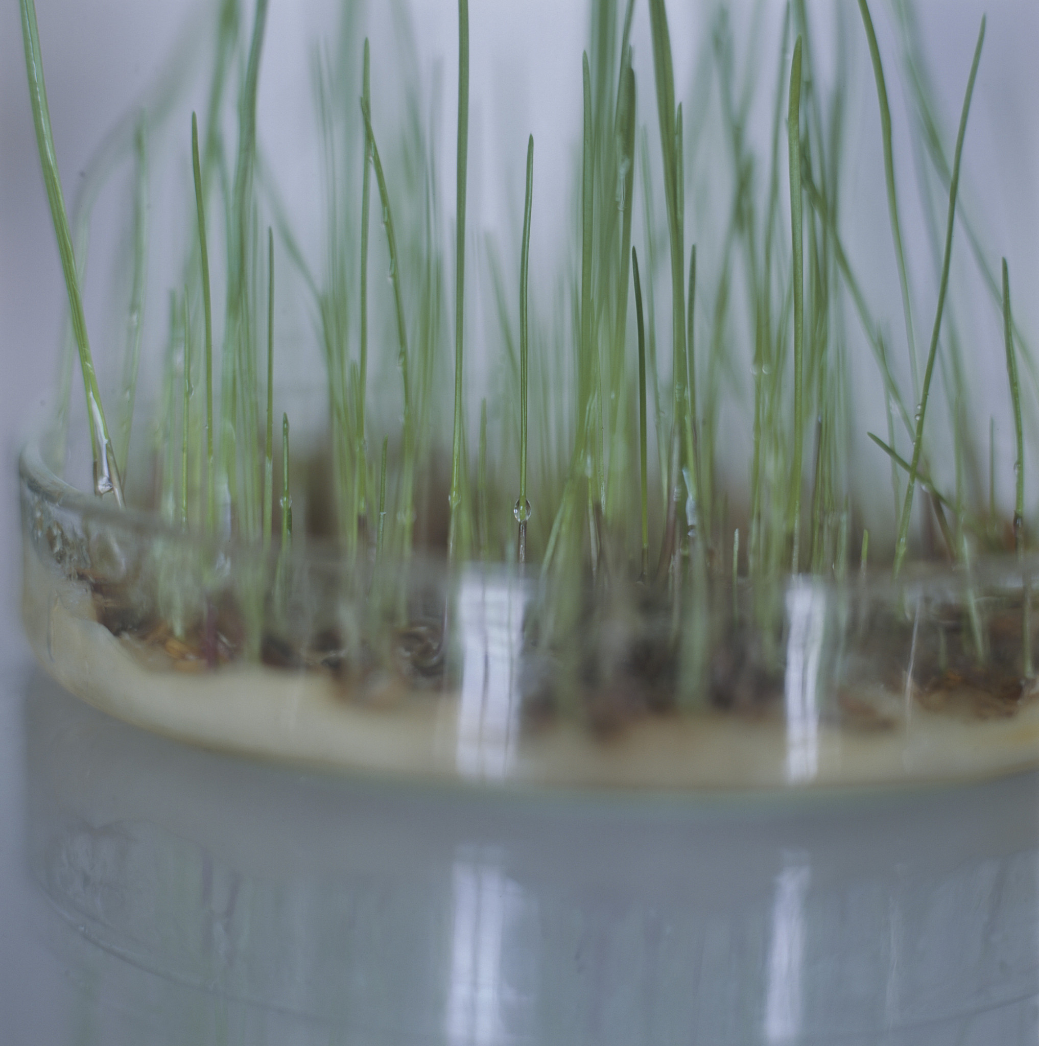 空心菜生长实验：不同光照条件下的影响探究