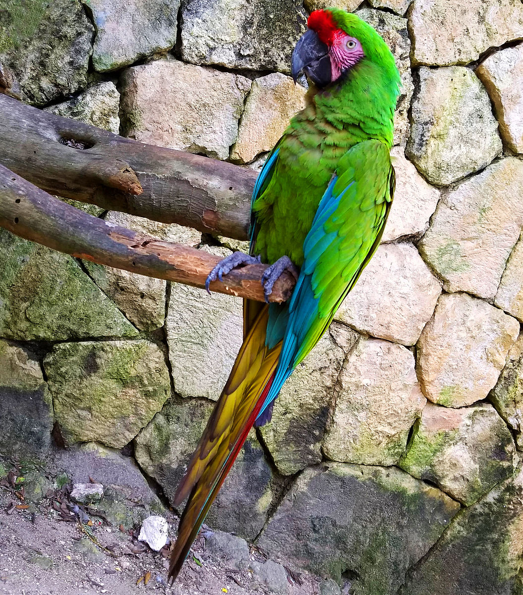 鹦鹉：美丽、聪明、受欢迎的宠物