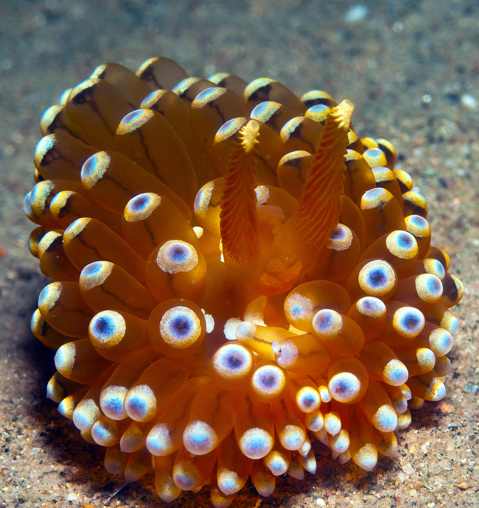 help me write an introduction for Woeseiales