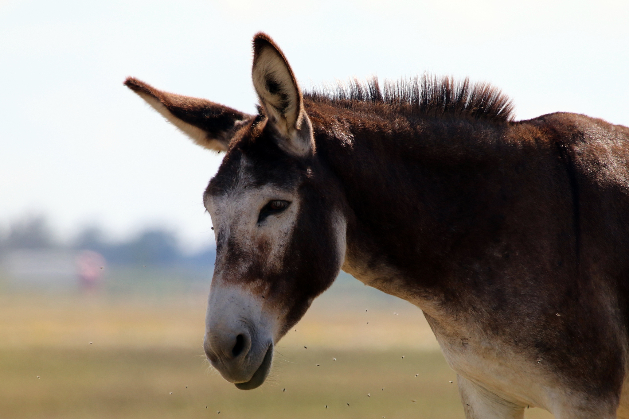 close-up of donkey on field against sky