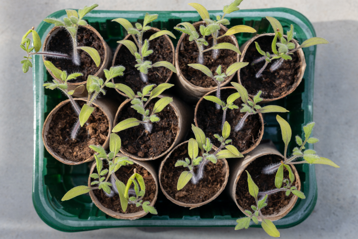 利用番茄盆栽试验筛选及验证菌株的防病效果从不同作物根际周围土样中分离获得有防控番茄青枯病的菌株实验的主要内容