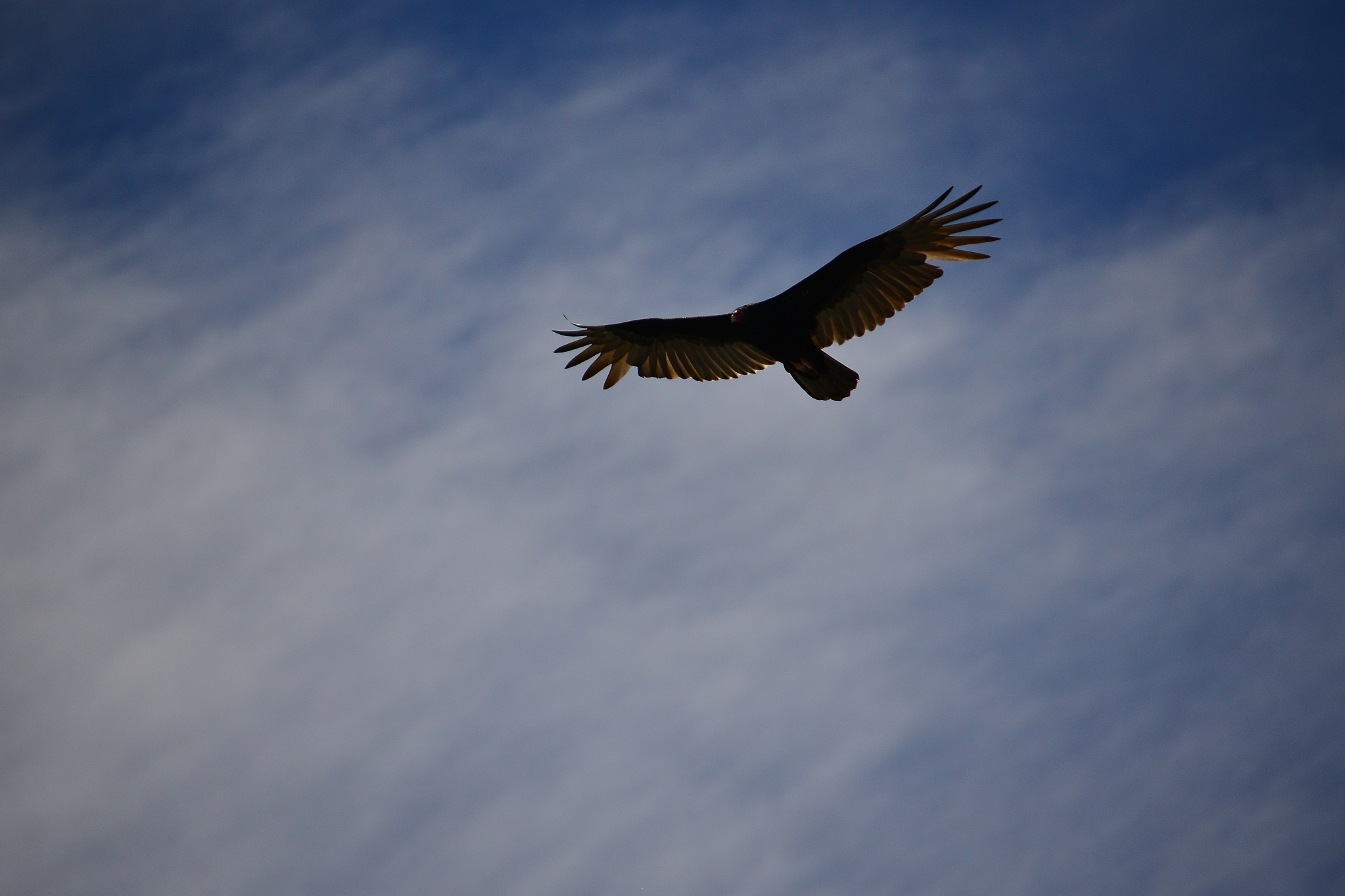 海东青是什么意思_词语海东青的意思