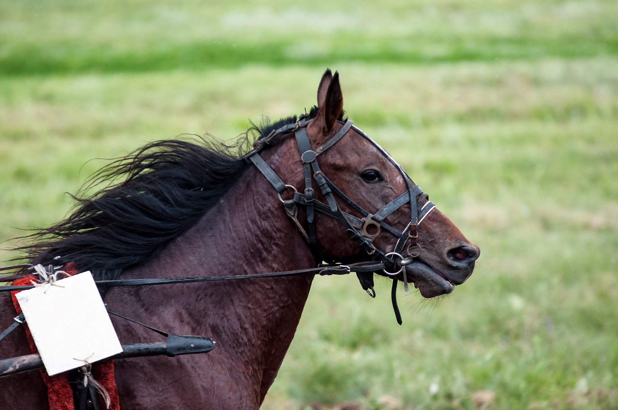 horse racing