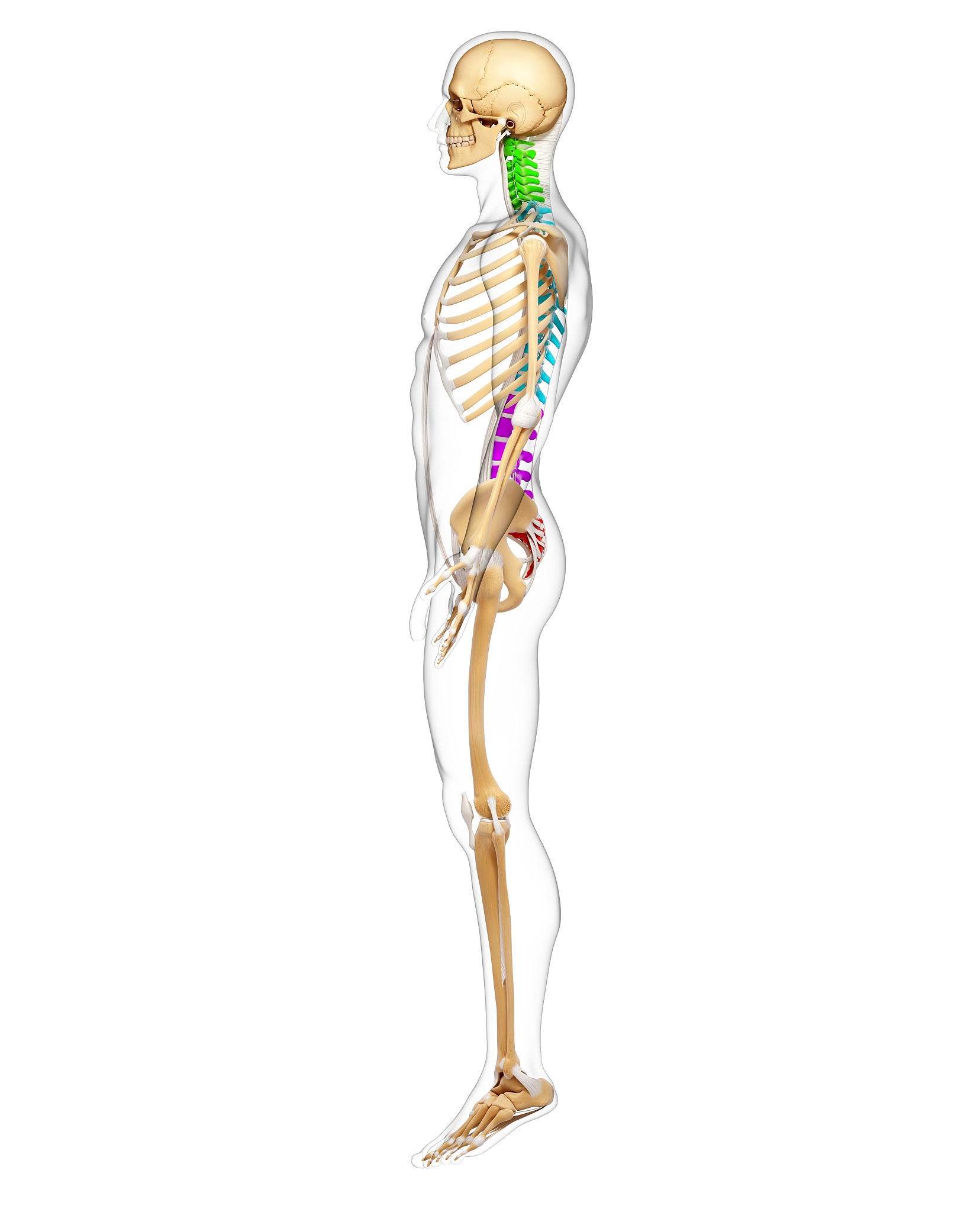 # 绘制人体骨架 mp_drawingdraw_landmarks frame resultspose_landmarks mp_posePOSE_CONNECTIONS right_knee = resultspose_landmarkslandmarkmp_posePoseLandmarkRIGHT_KNEE