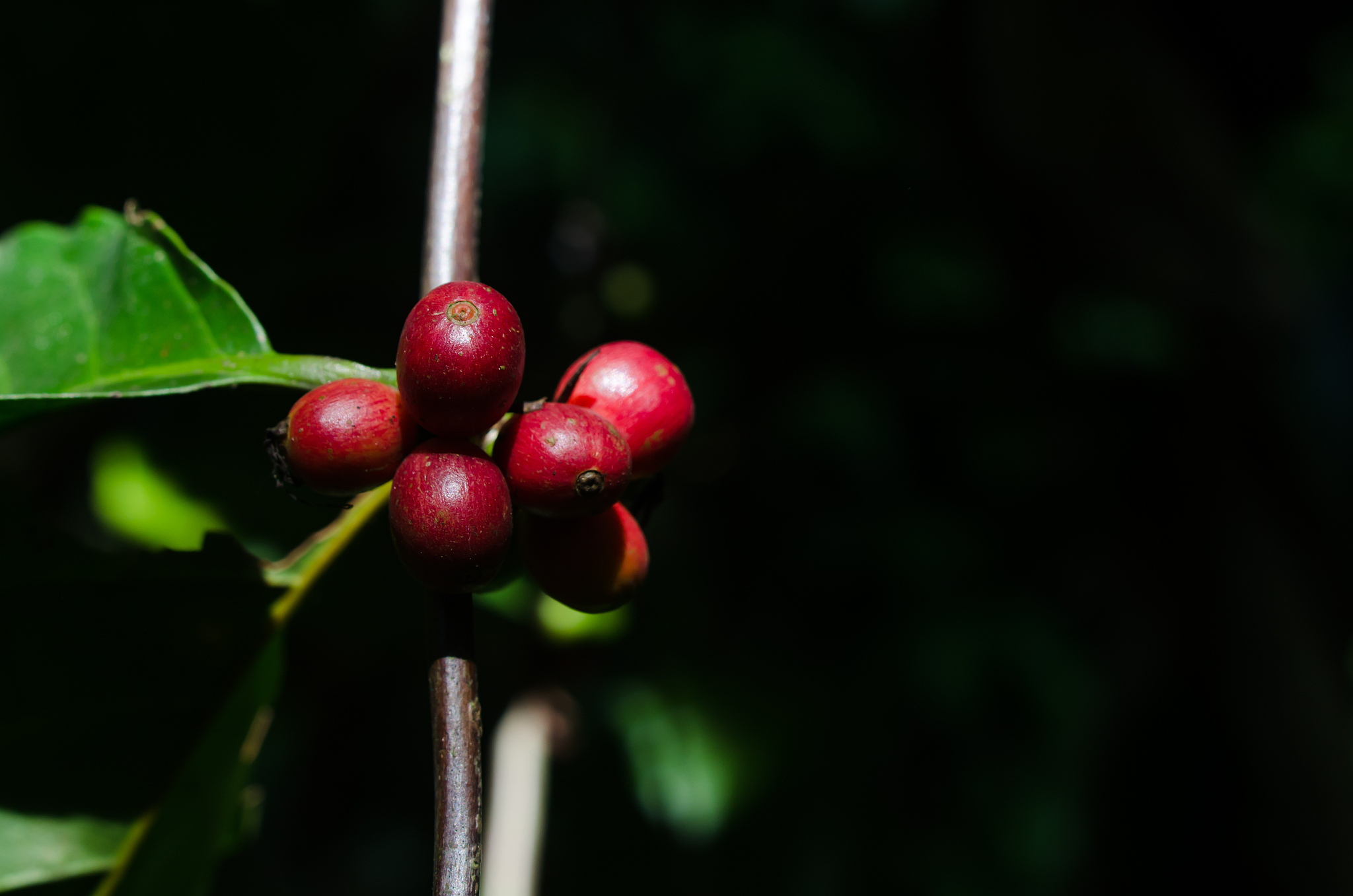 ripe coffee berries still in the branch, ready for harvesting