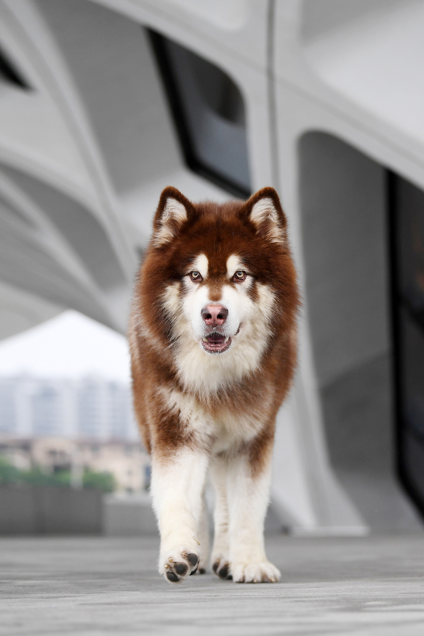 《野性的召唤》2009版观后感：哈里森·福特演绎人与动物的羁绊