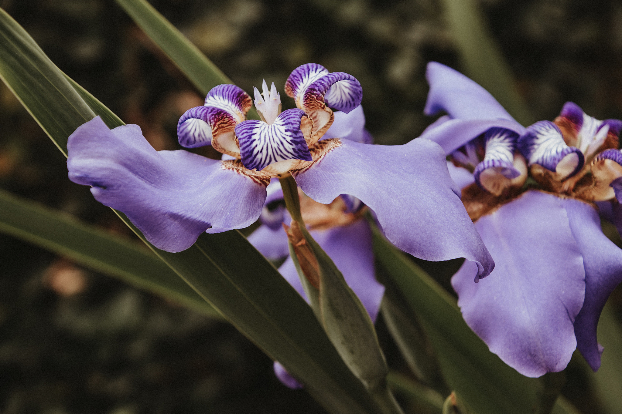 close-up of purple iris