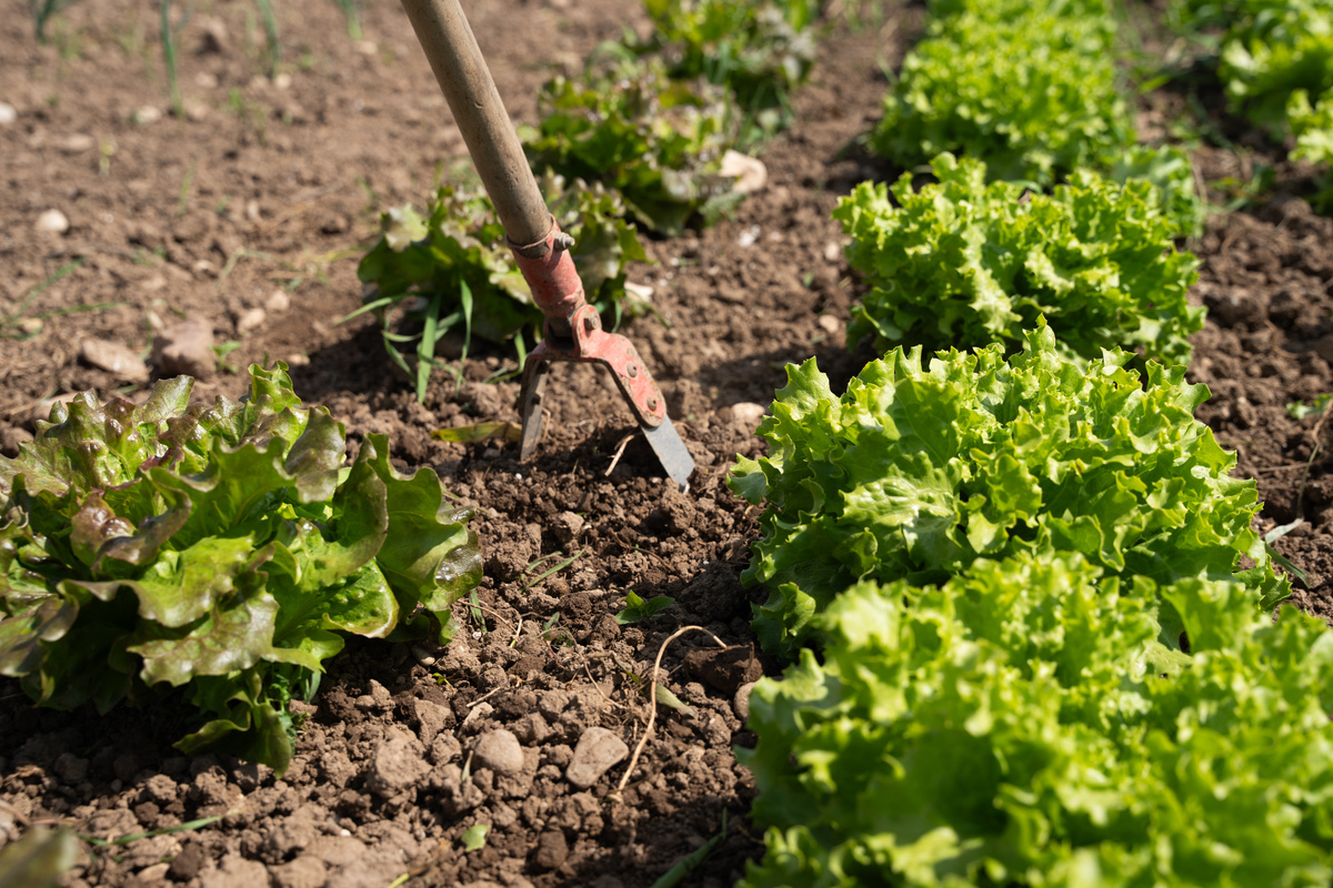 茶叶种植需要的ph值是多少？生菜和白菜呢？