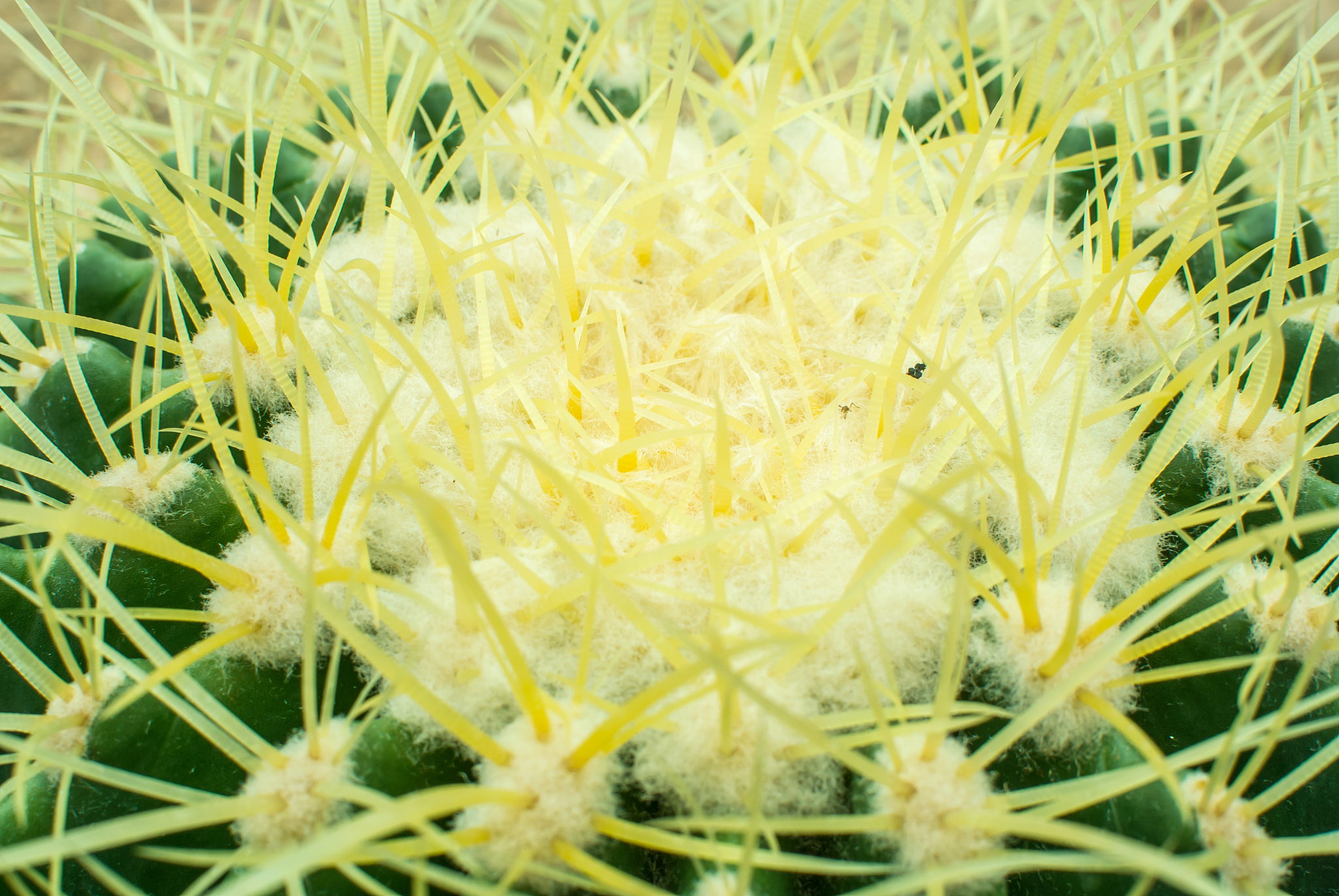 cactus close up