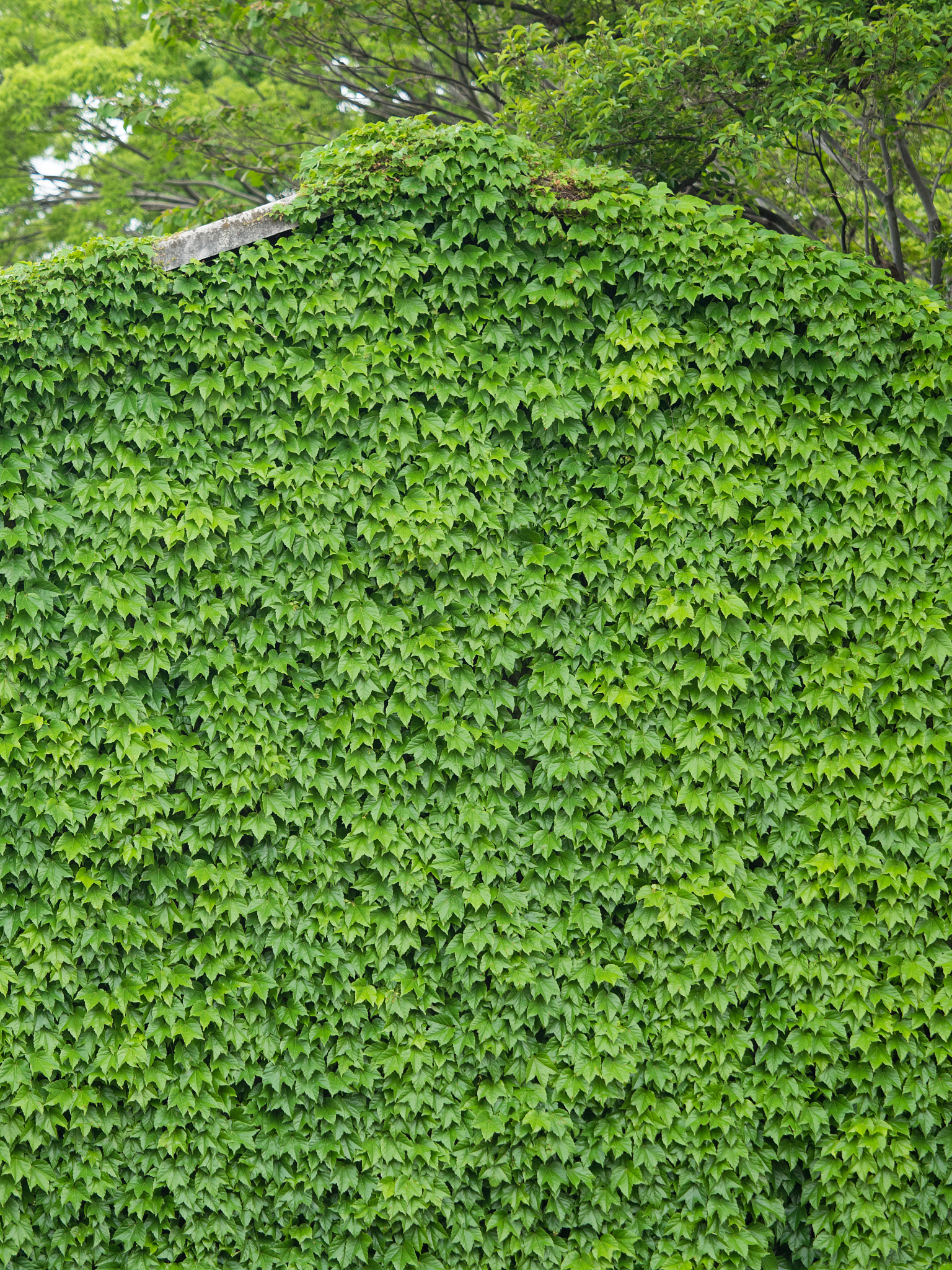 写一下山东金城建设有限公司的发展历程