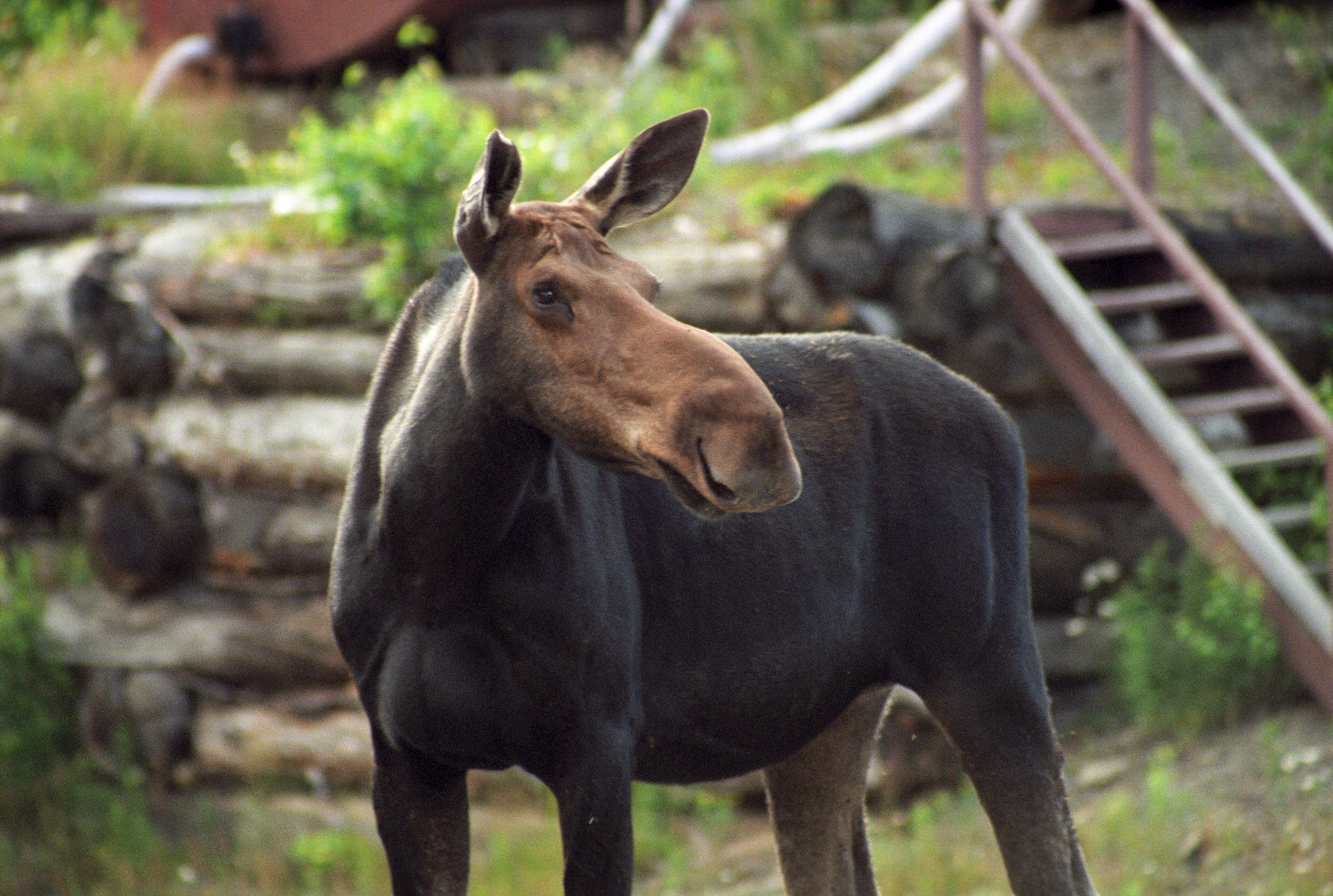 maine moose