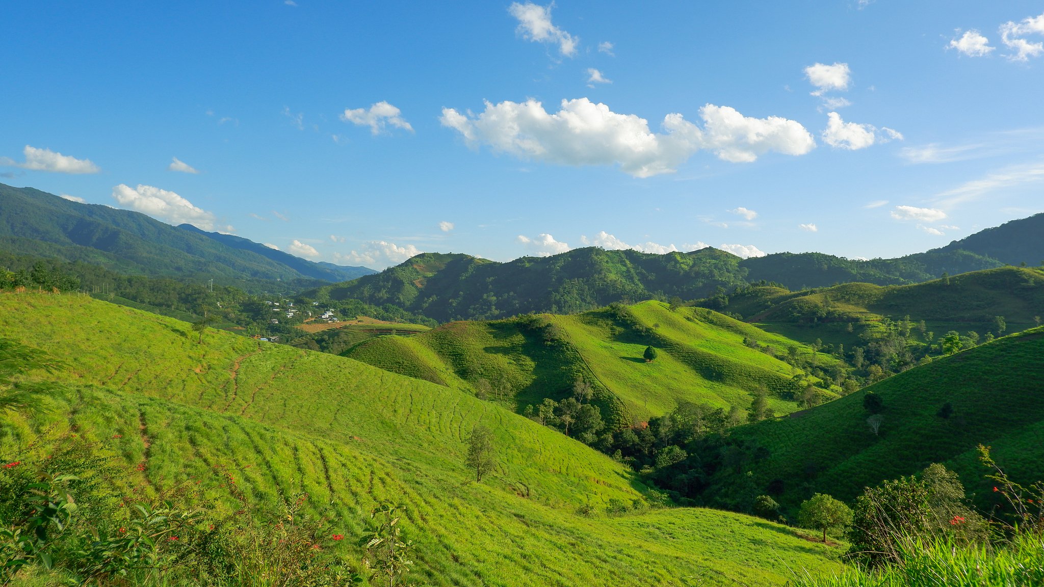 普洱市资源价值：茶叶、生物、文化、旅游全解析