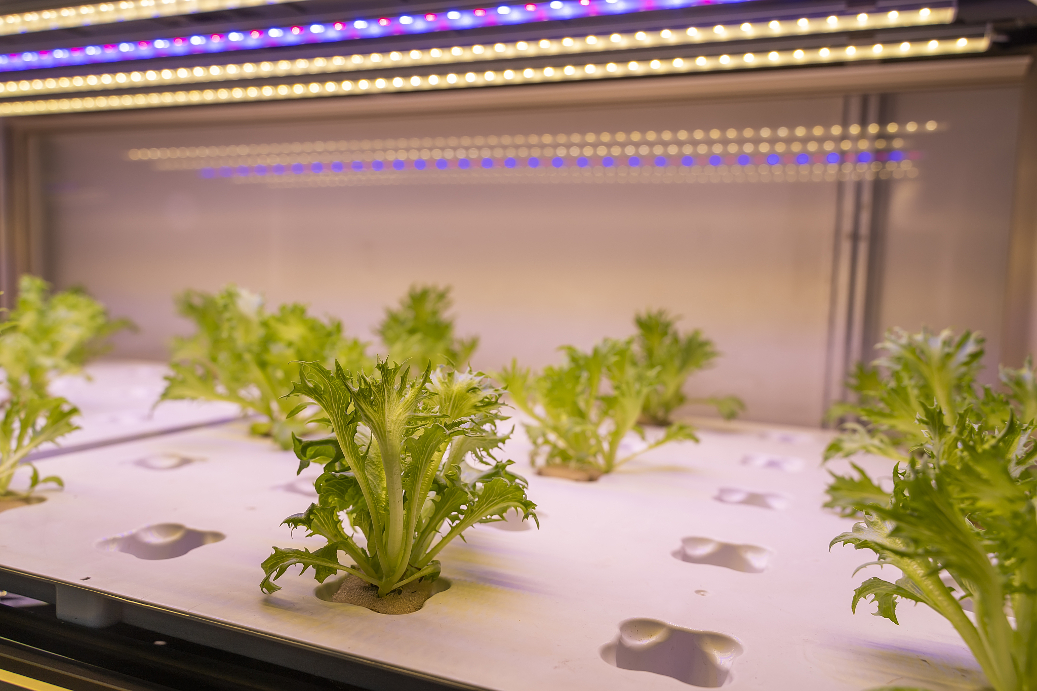 绿值补光灯选择指南：注意事项及普通LED灯适用性