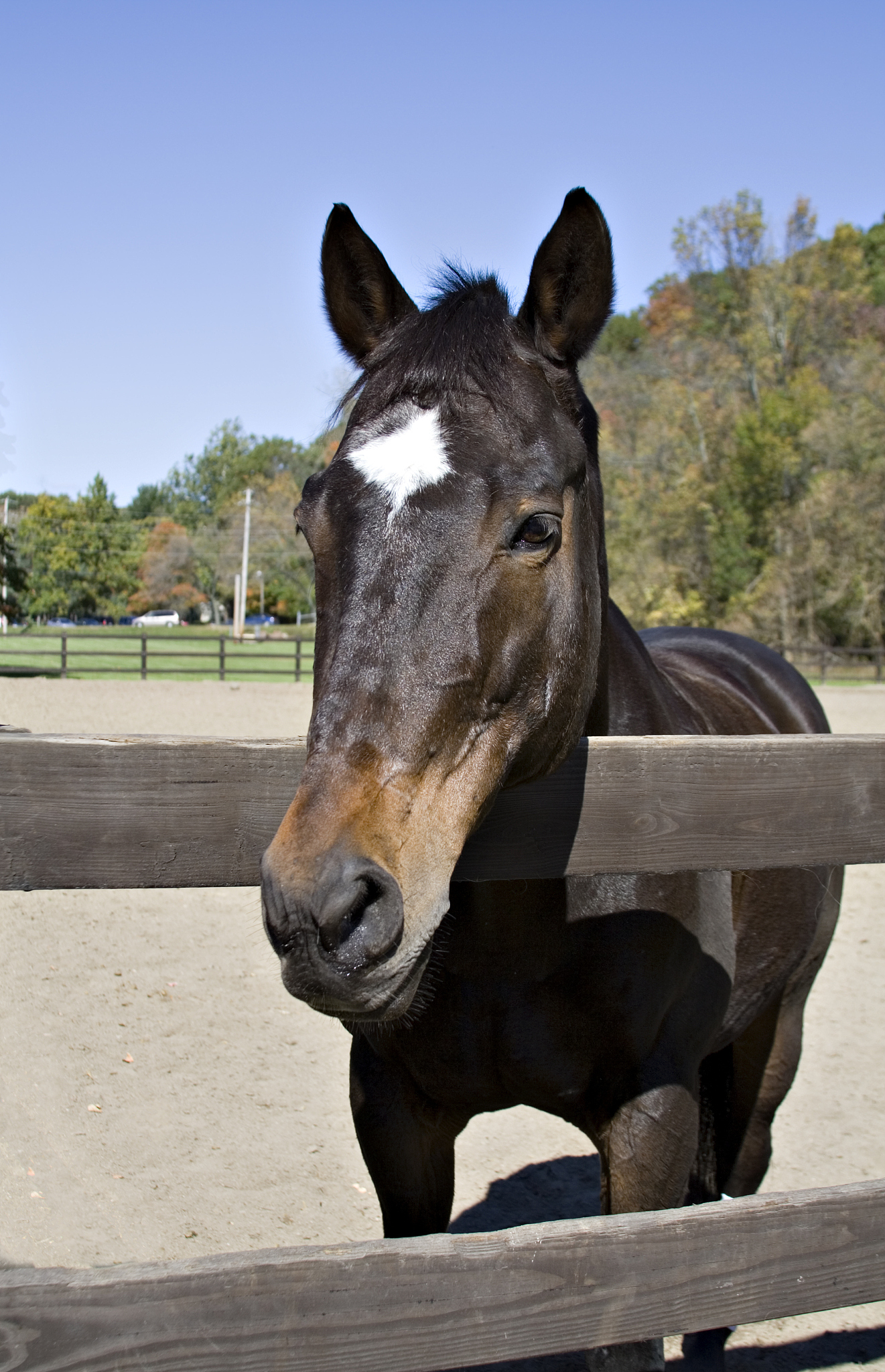 star horse