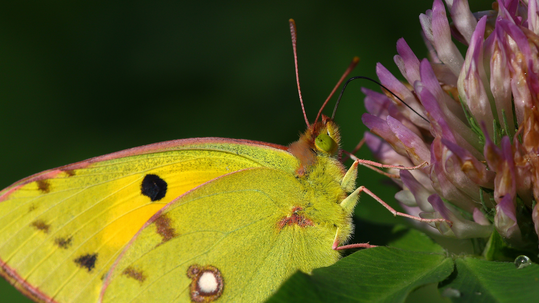 macro portrait of a colorful butterfly