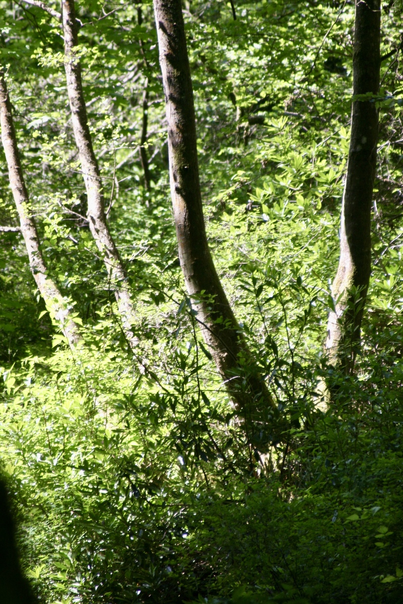 Current Forestry Reports 期刊研究范围：涵盖森林科学和林业各领域